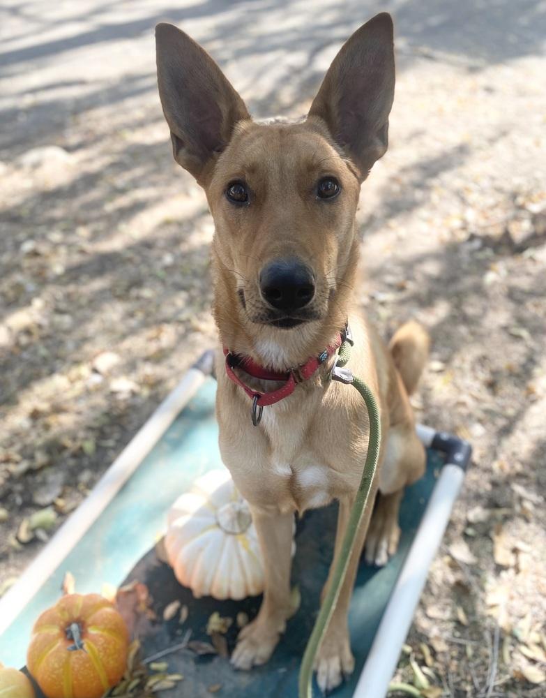 Enlarge Aiko, a Adoptable Carolina Dog in Pasadena, CA image 6/6