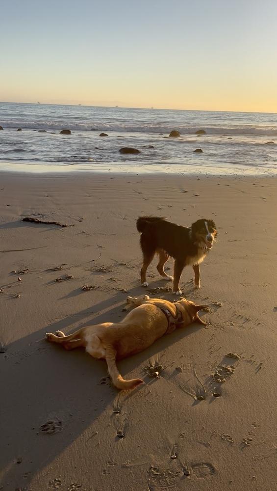 Enlarge Aiko, a Adoptable Carolina Dog in Pasadena, CA image 6/6