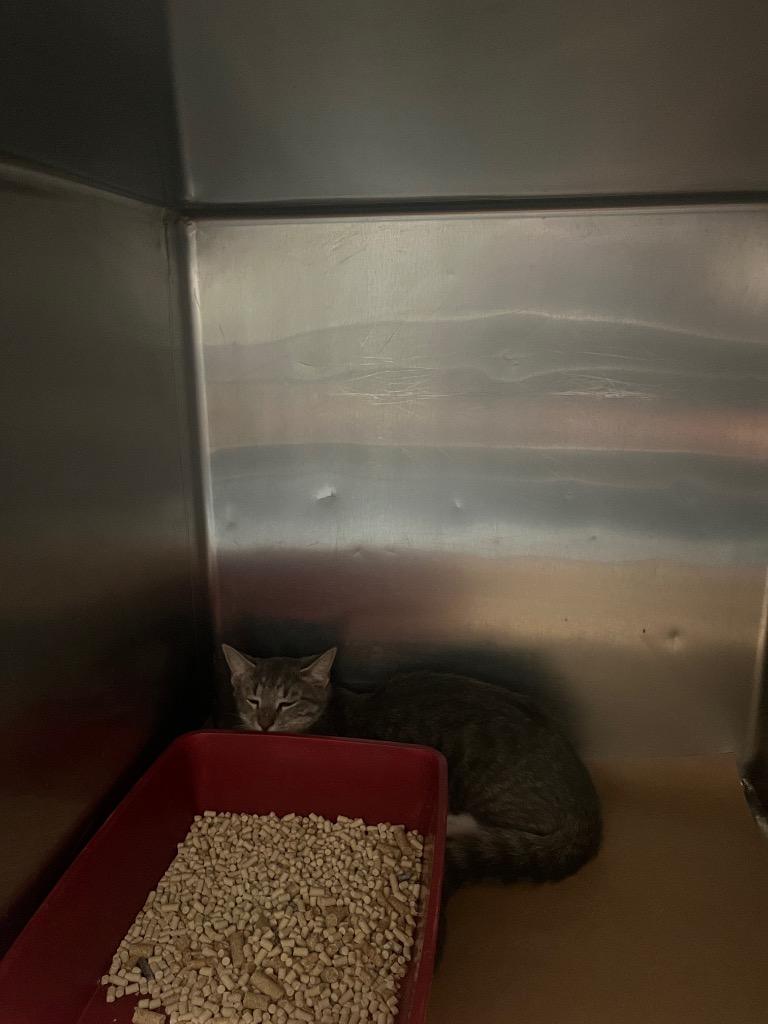 Tori, Adoptable, Kitten Female Domestic Short Hair.