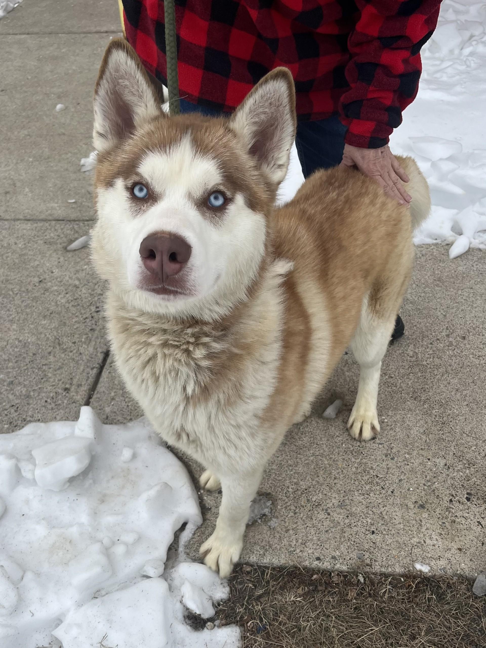 Enlarge Avocado, an adopted mixed breed in Winchester, VA image 2/5