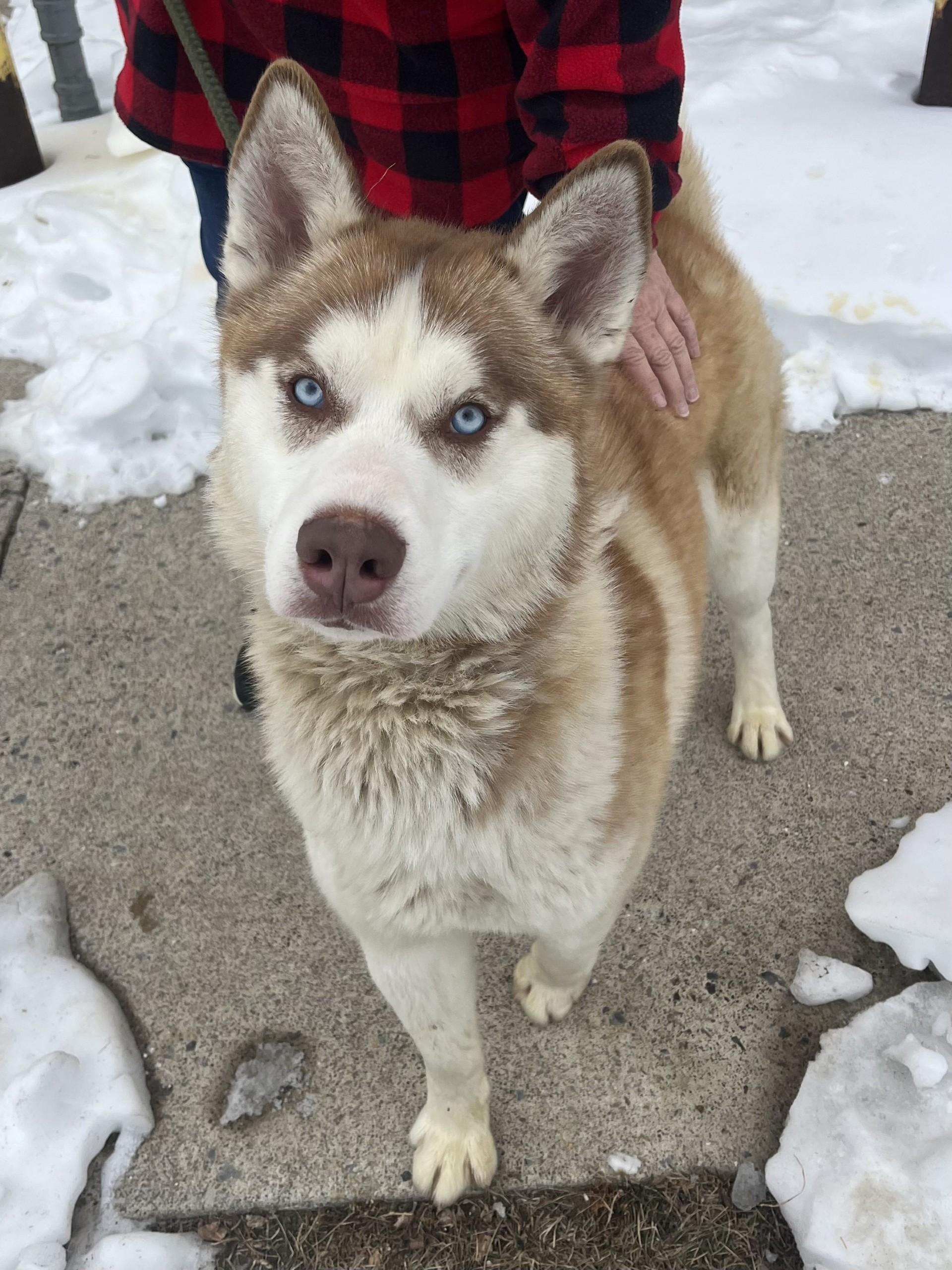 Avocado, adopted, Adult Male Husky.