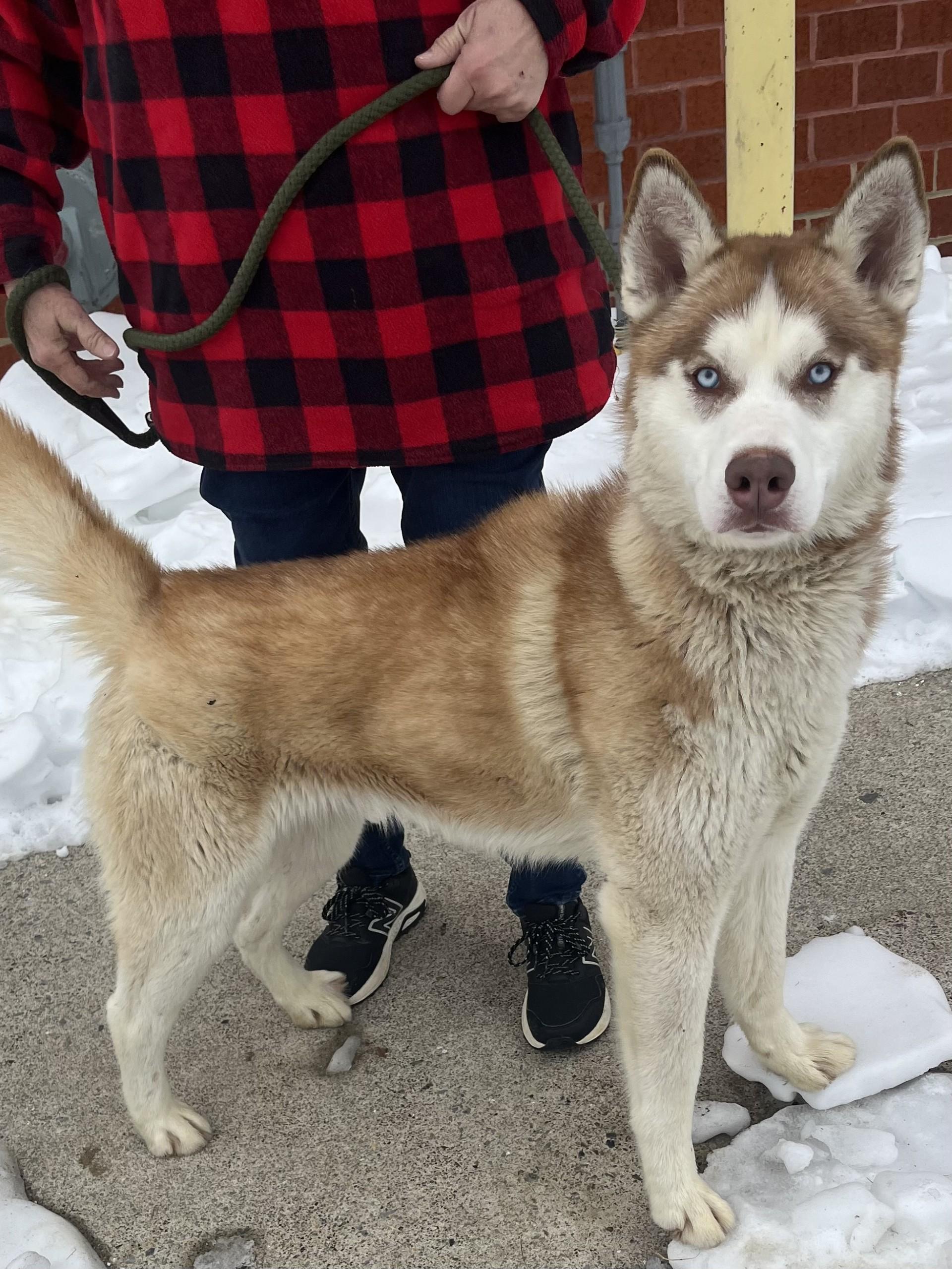 Enlarge Avocado, an adopted mixed breed in Winchester, VA image 5/5