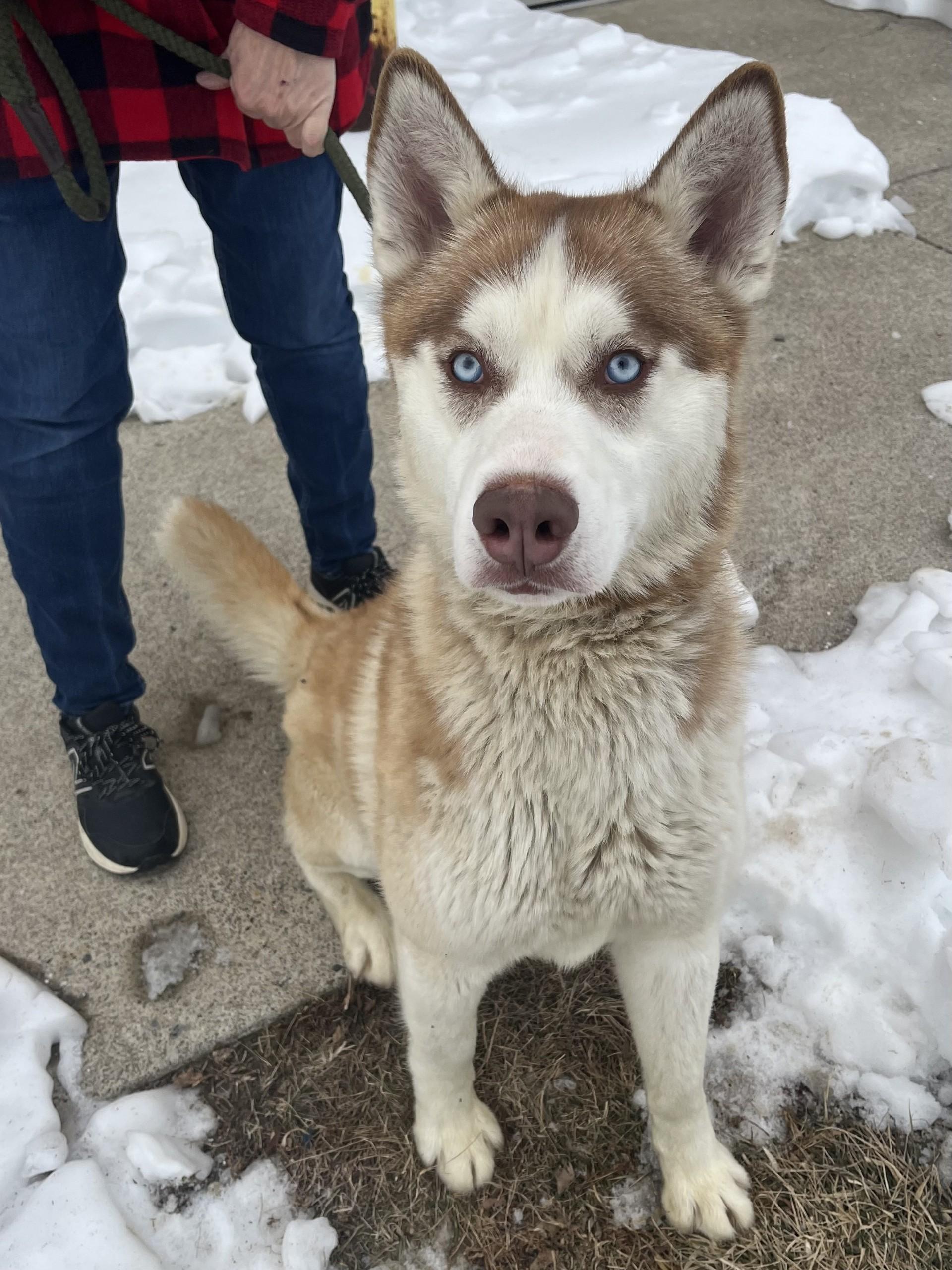 Enlarge Avocado, an adopted mixed breed in Winchester, VA image 3/5