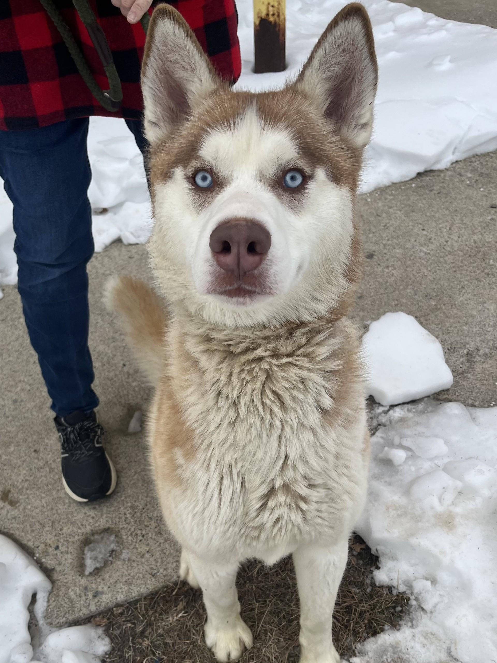 Enlarge Avocado, an adopted mixed breed in Winchester, VA image 4/5