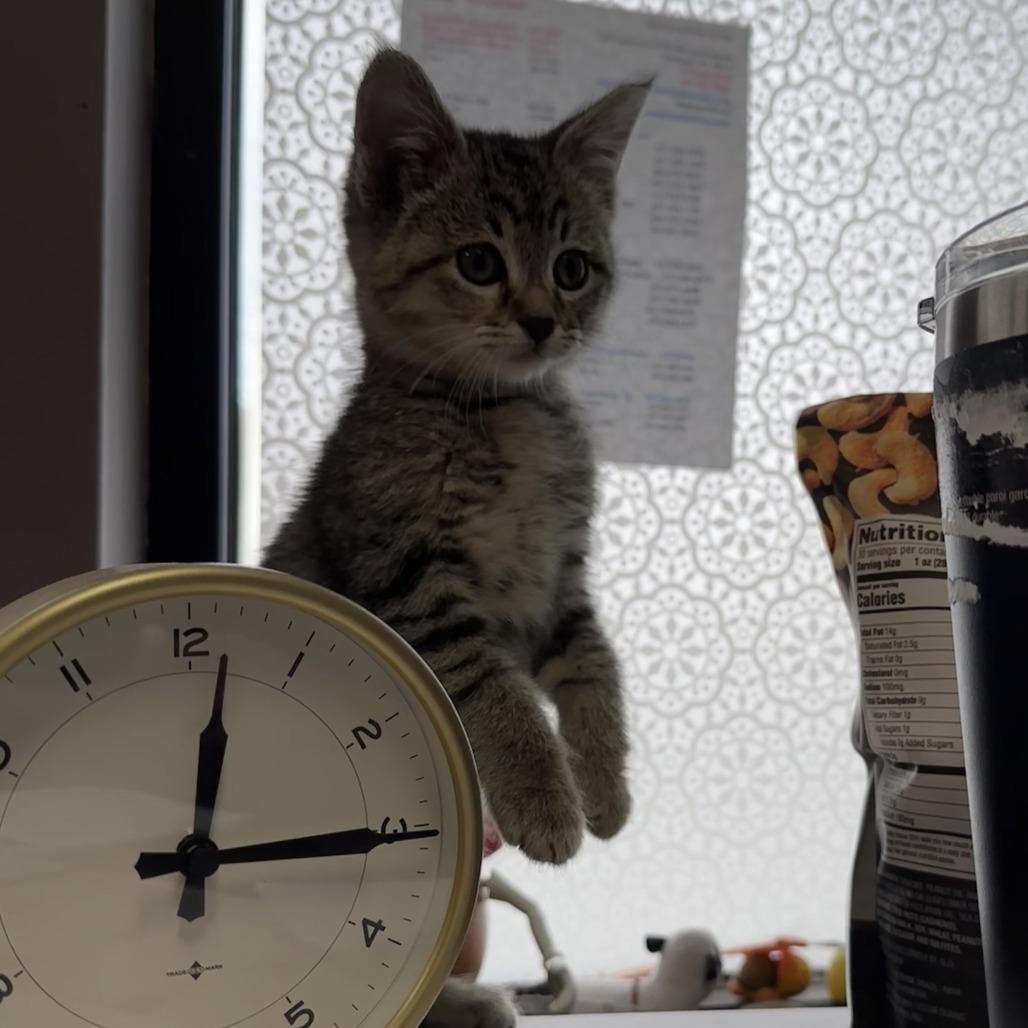 Arrow, Adoptable, Kitten Female Domestic Short Hair.