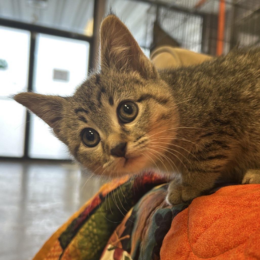 Enlarge Arrow, a Adoptable Domestic Short Hair in Branson, MO image 2/6