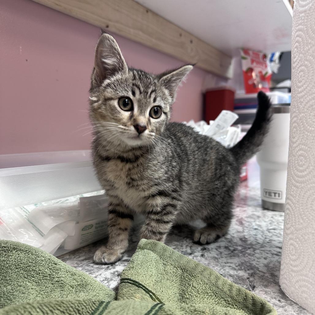 Enlarge Arrow, a Adoptable Domestic Short Hair in Branson, MO image 3/6