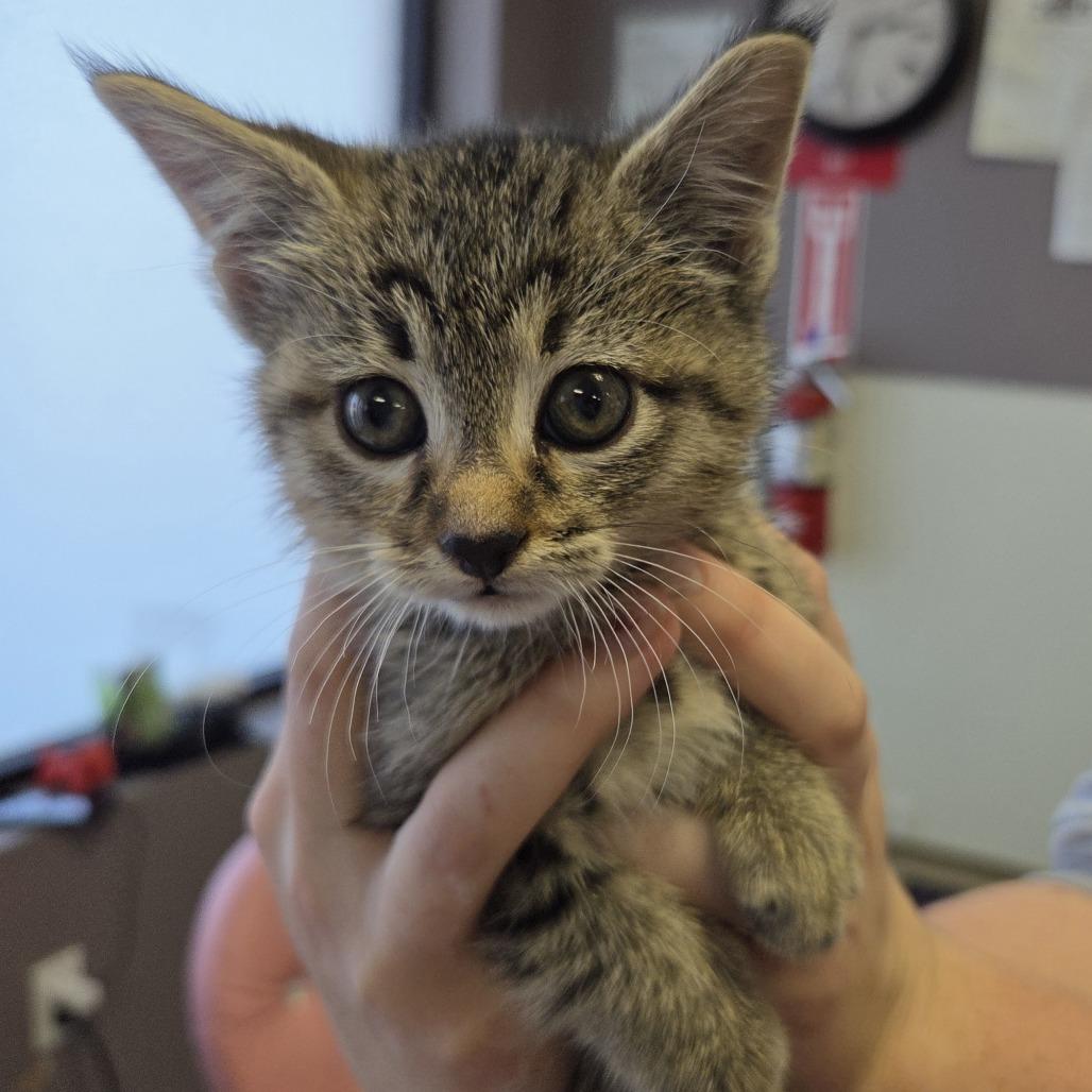 Enlarge Arrow, a Adoptable Domestic Short Hair in Branson, MO image 4/6