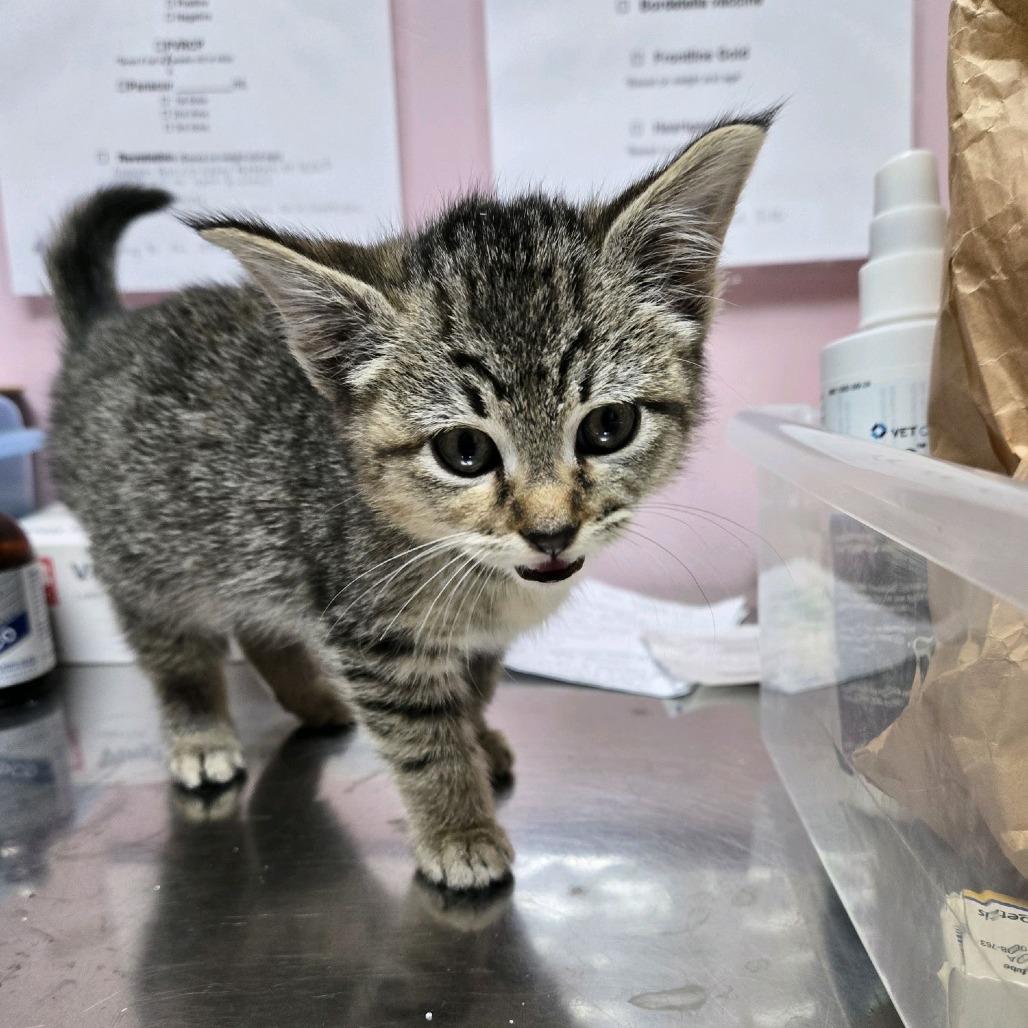 Enlarge Arrow, a Adoptable Domestic Short Hair in Branson, MO image 5/6