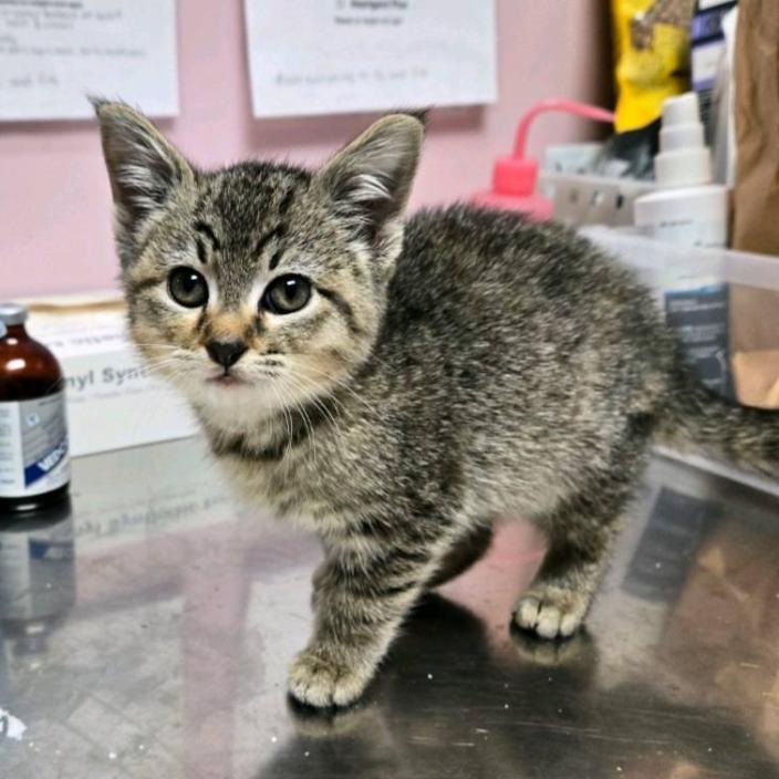 Enlarge Arrow, a Adoptable Domestic Short Hair in Branson, MO image 6/6