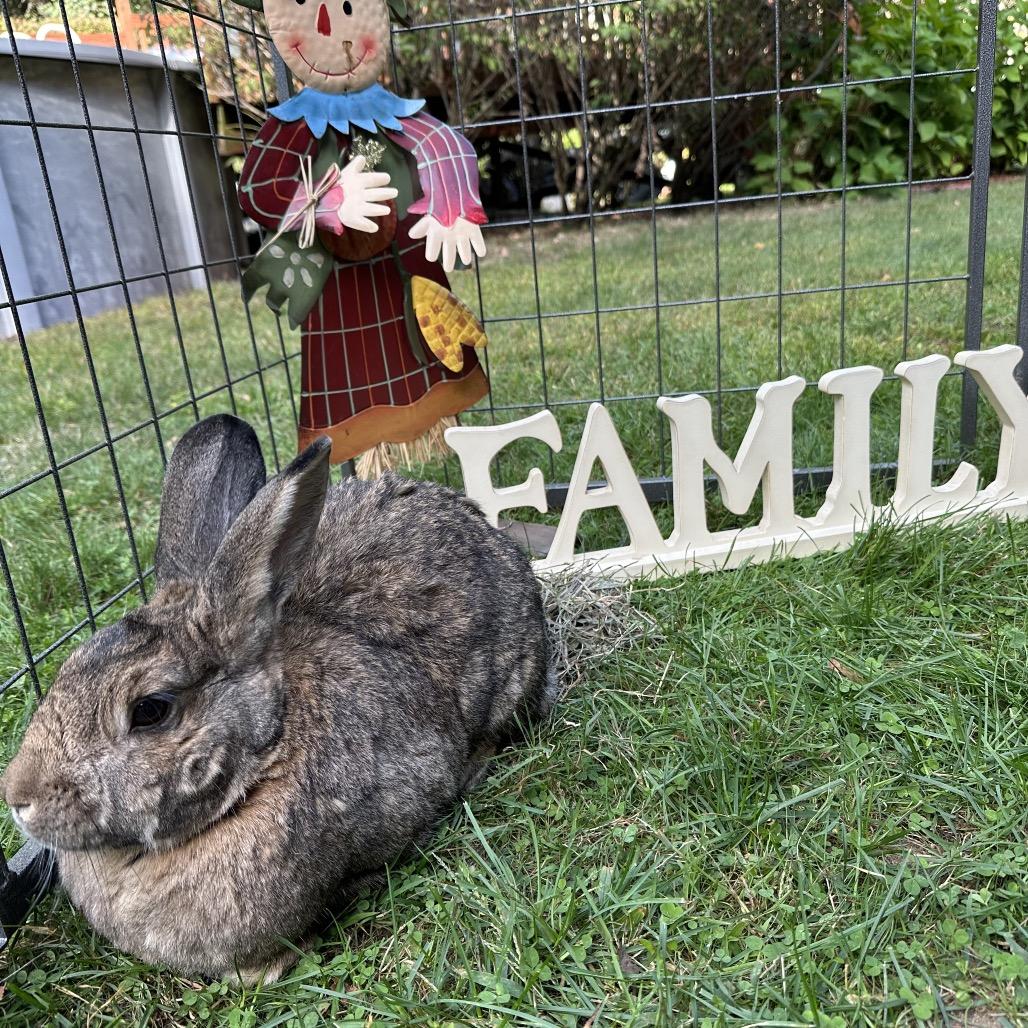 Oona, Adoptable, Adult Female Flemish Giant.