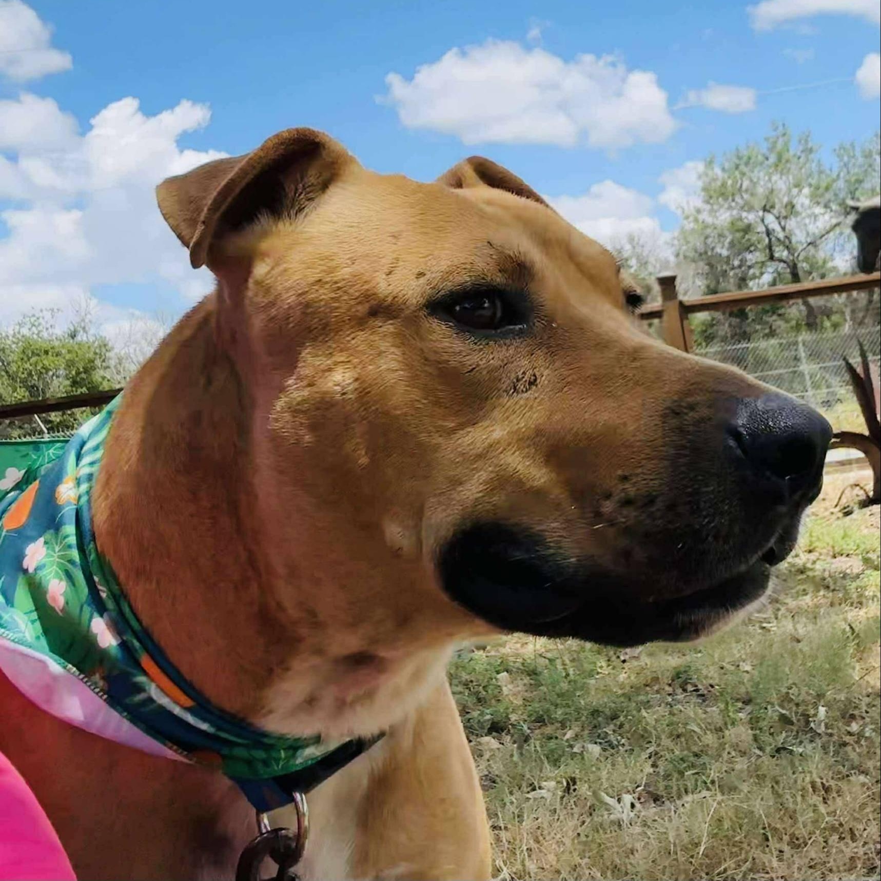 Buddy — thumbnail 2