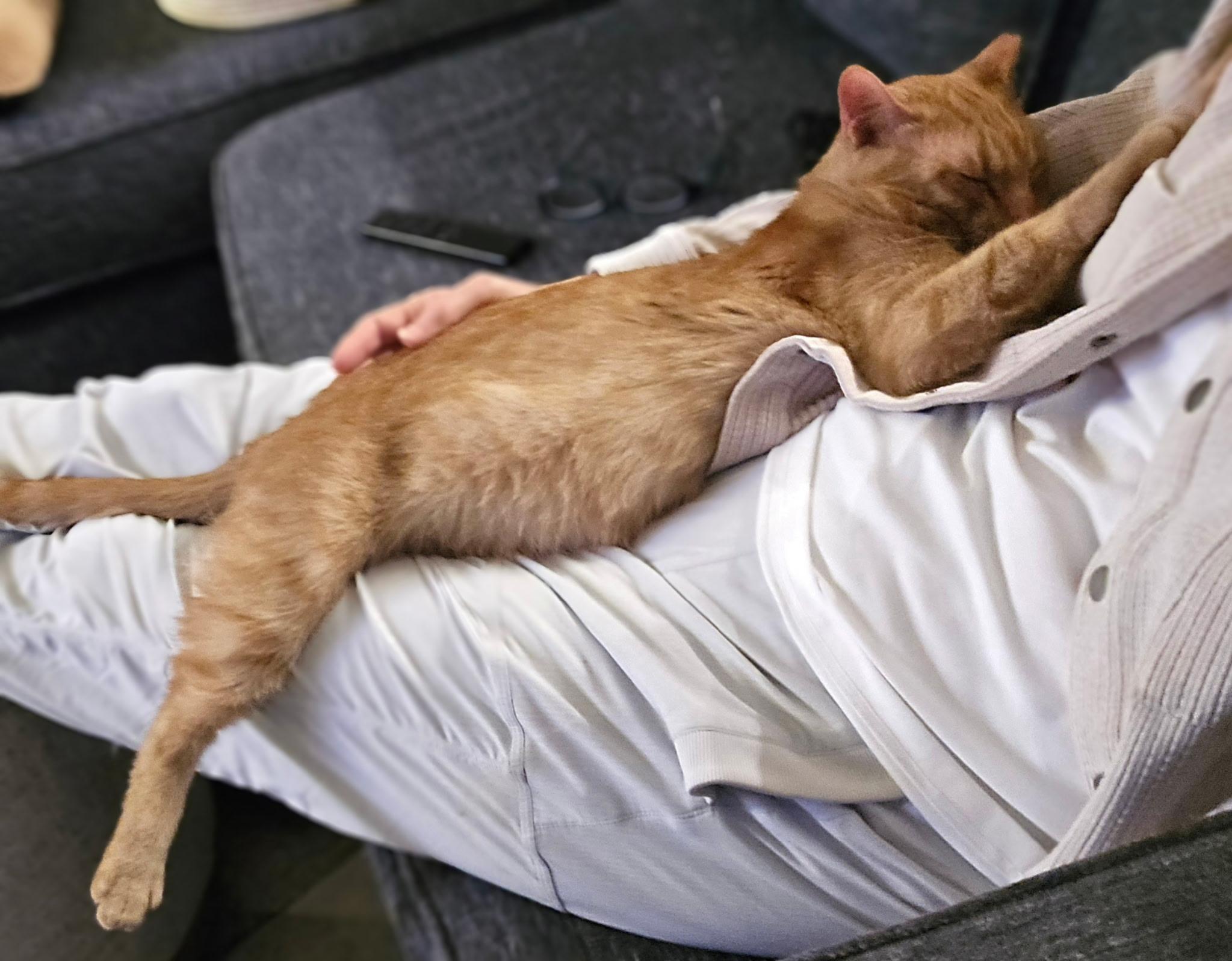 Alvin, a ADOPTABLE Domestic Short Hair in Pacific Palisades, CA image 3/6