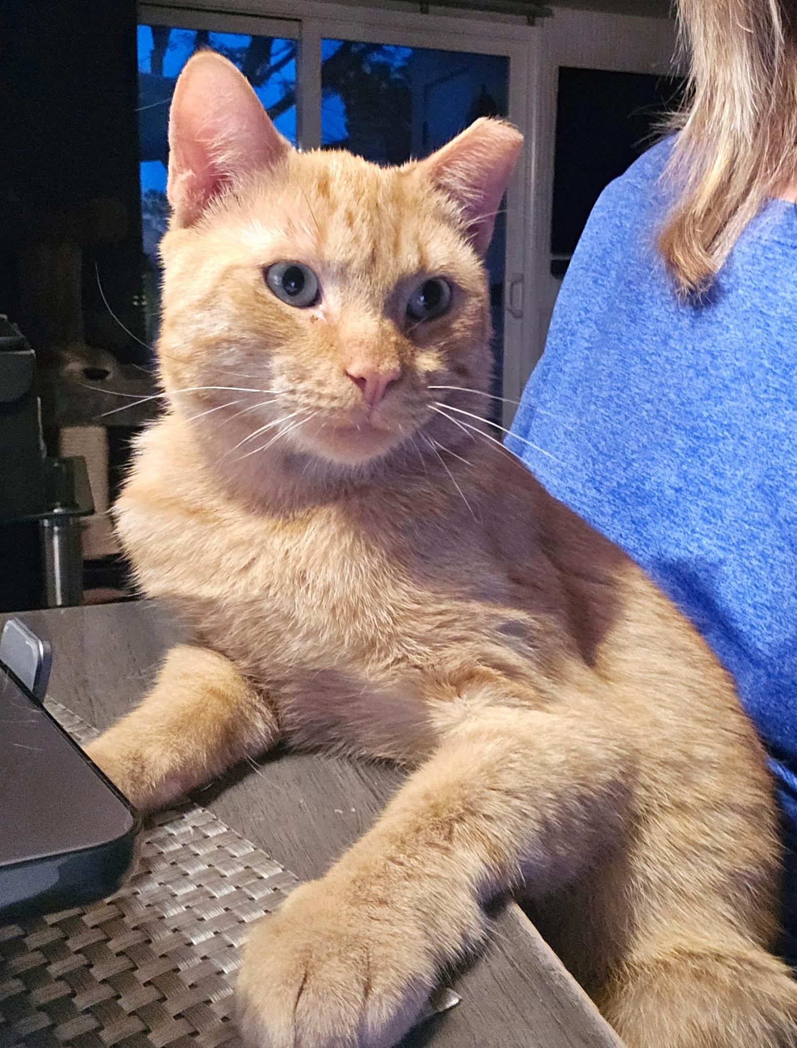 Alvin, a ADOPTABLE Domestic Short Hair in Pacific Palisades, CA image 1/6