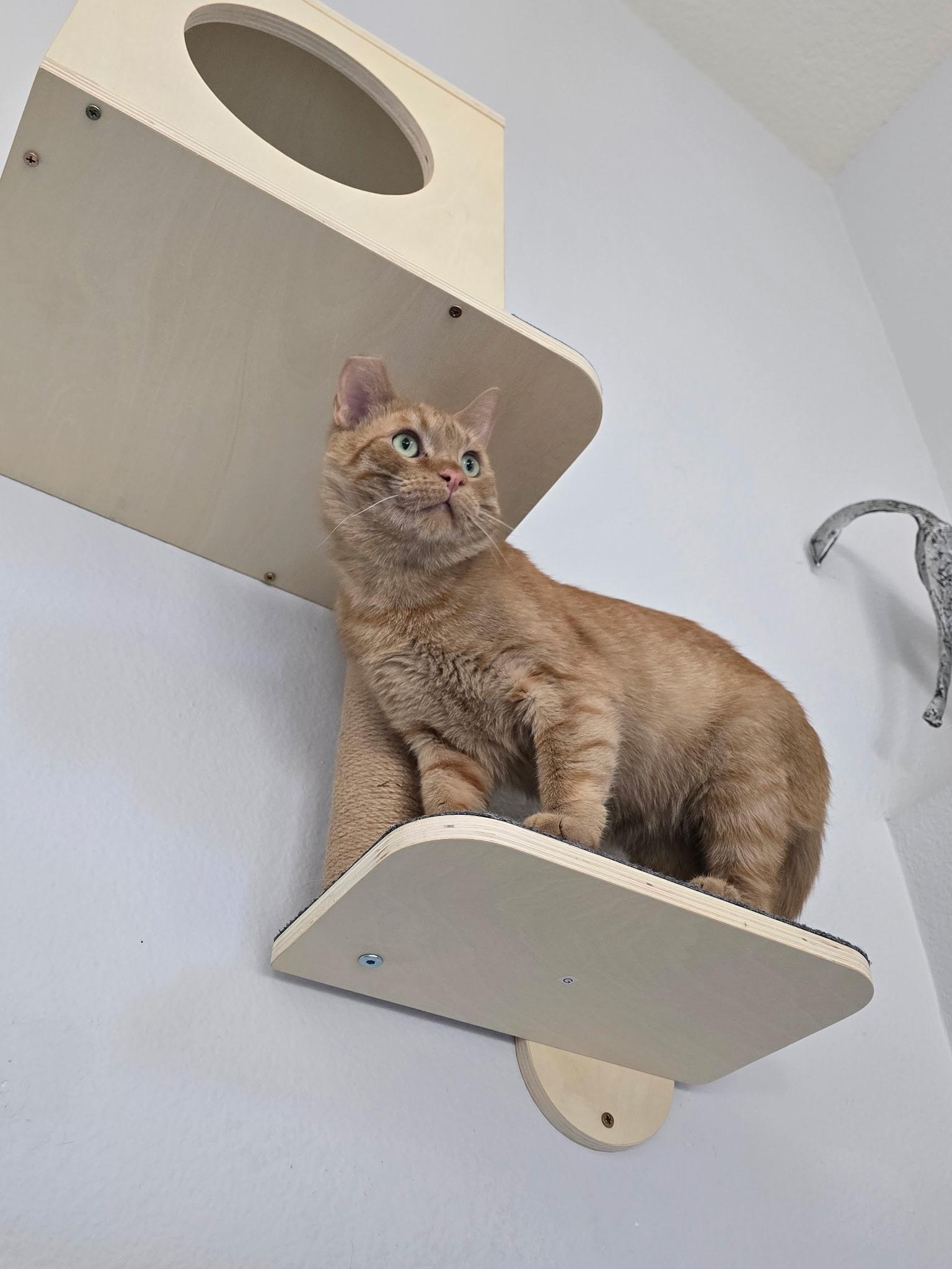 Alvin, a ADOPTABLE Domestic Short Hair in Pacific Palisades, CA image 5/6