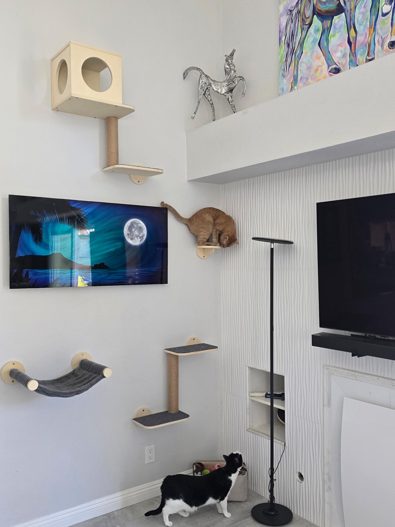 Alvin, a ADOPTABLE Domestic Short Hair in Pacific Palisades, CA image 4/6