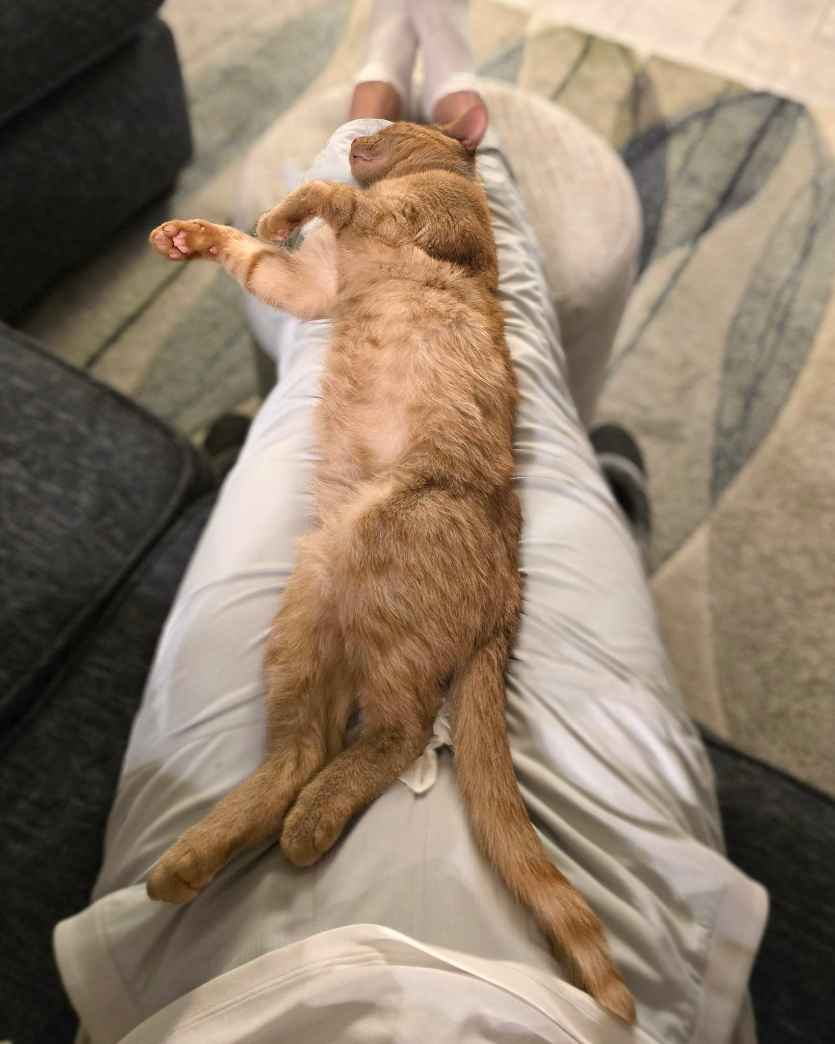 Alvin, a ADOPTABLE Domestic Short Hair in Pacific Palisades, CA image 2/6