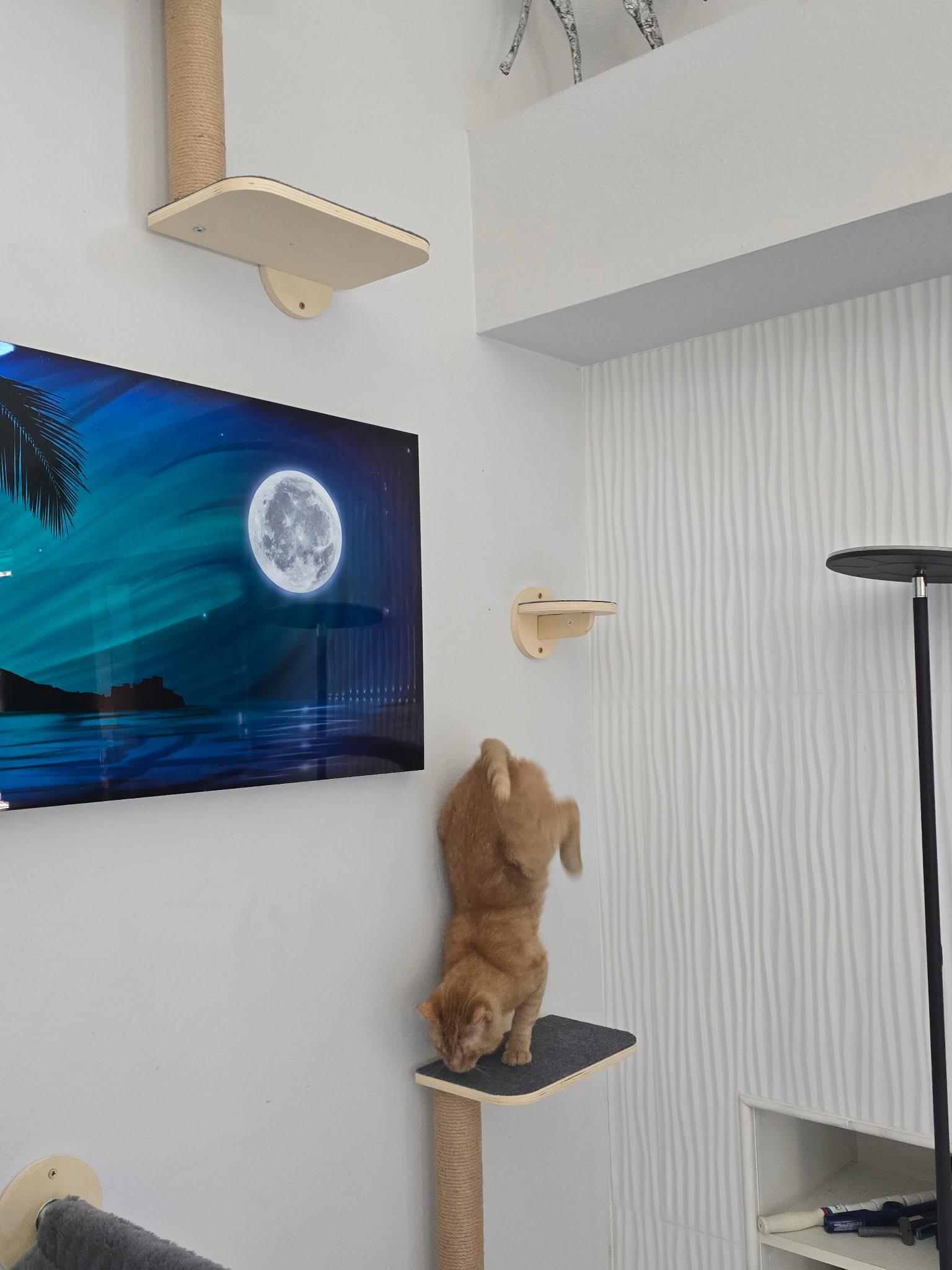 Alvin, a ADOPTABLE Domestic Short Hair in Pacific Palisades, CA image 6/6