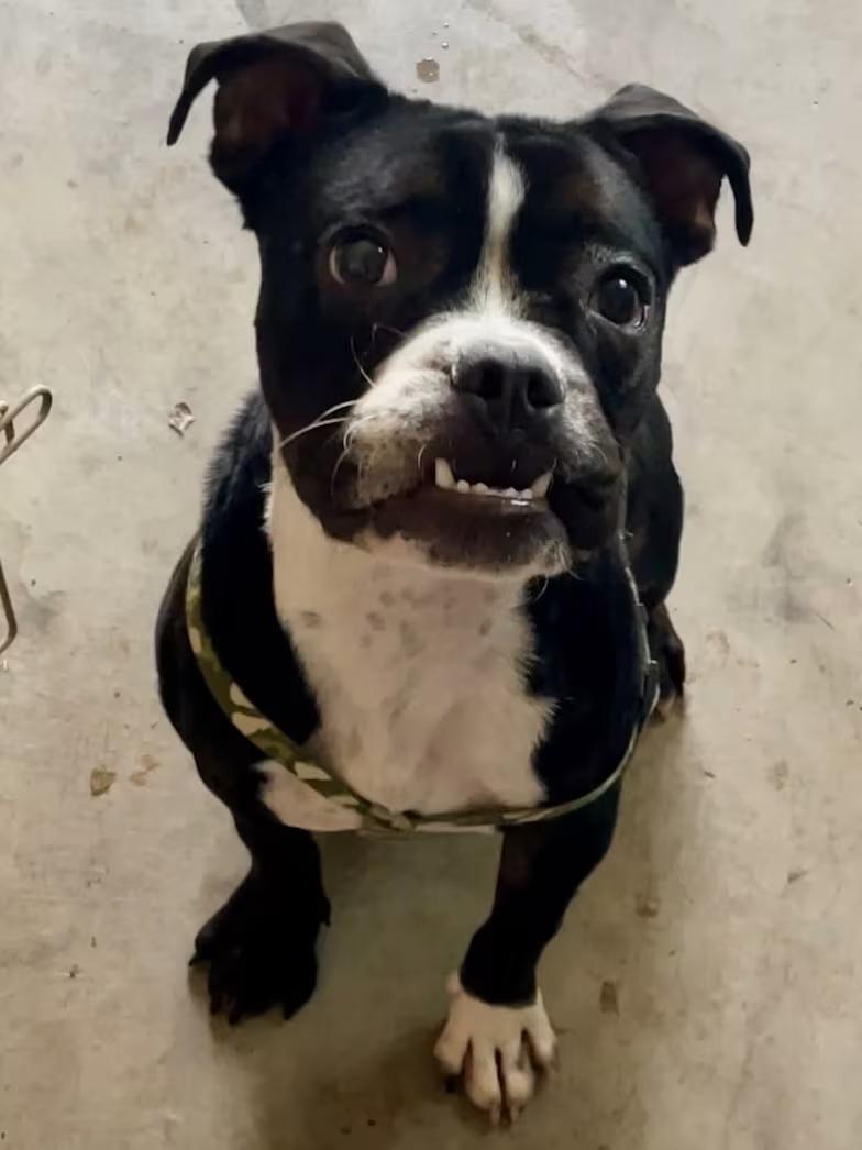 Toby URGENT Foster or Adoptive Home Needed, Adopted, Puppy Male Boston Terrier & English Bulldog.