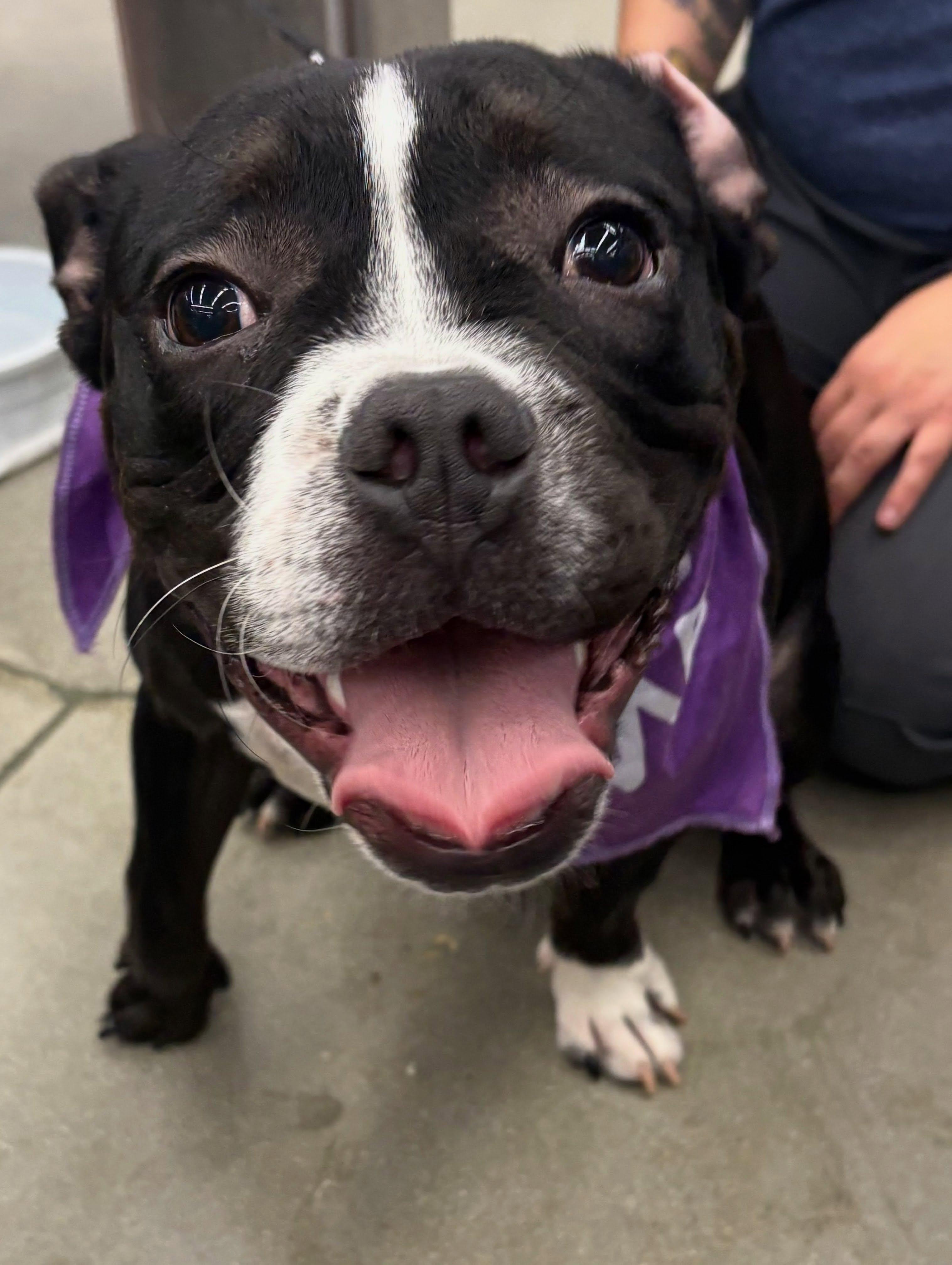 Enlarge Toby URGENT Foster or Adoptive Home Needed, a Adopted mixed breed in Star, ID image 2/2