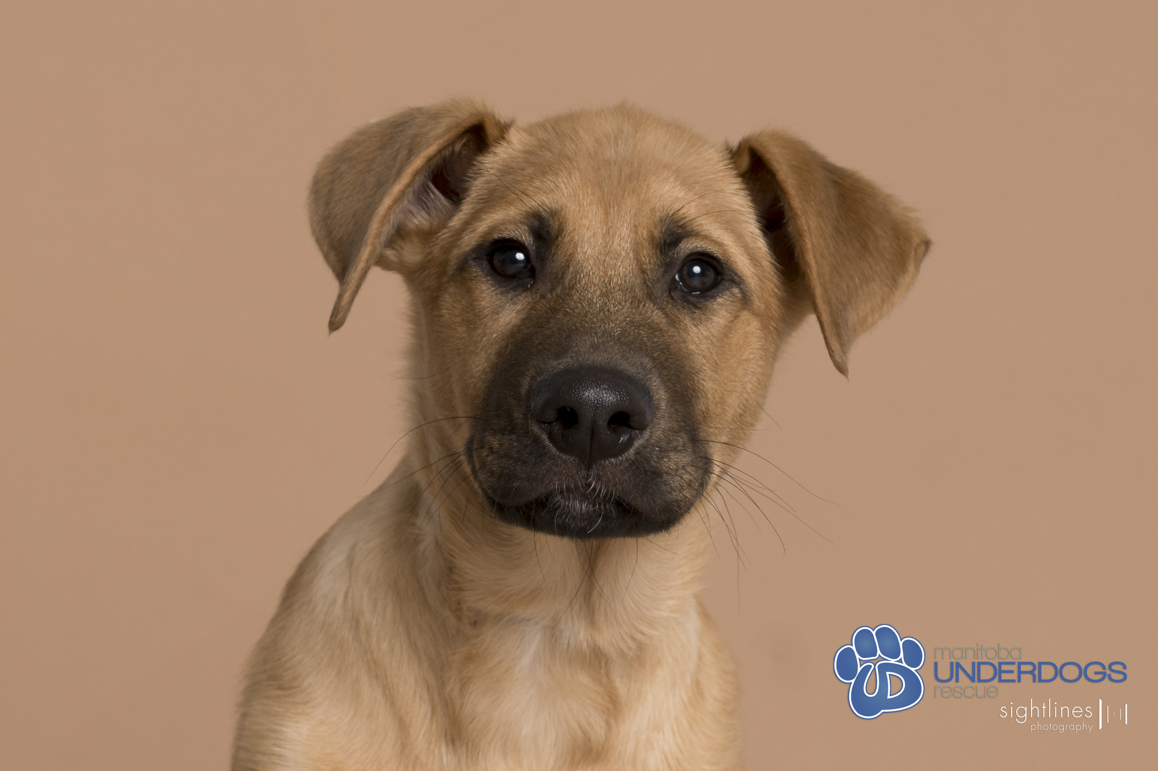 Enlarge Nonsuch, a Adopted Shepherd in Winnipeg, MB image 2/5
