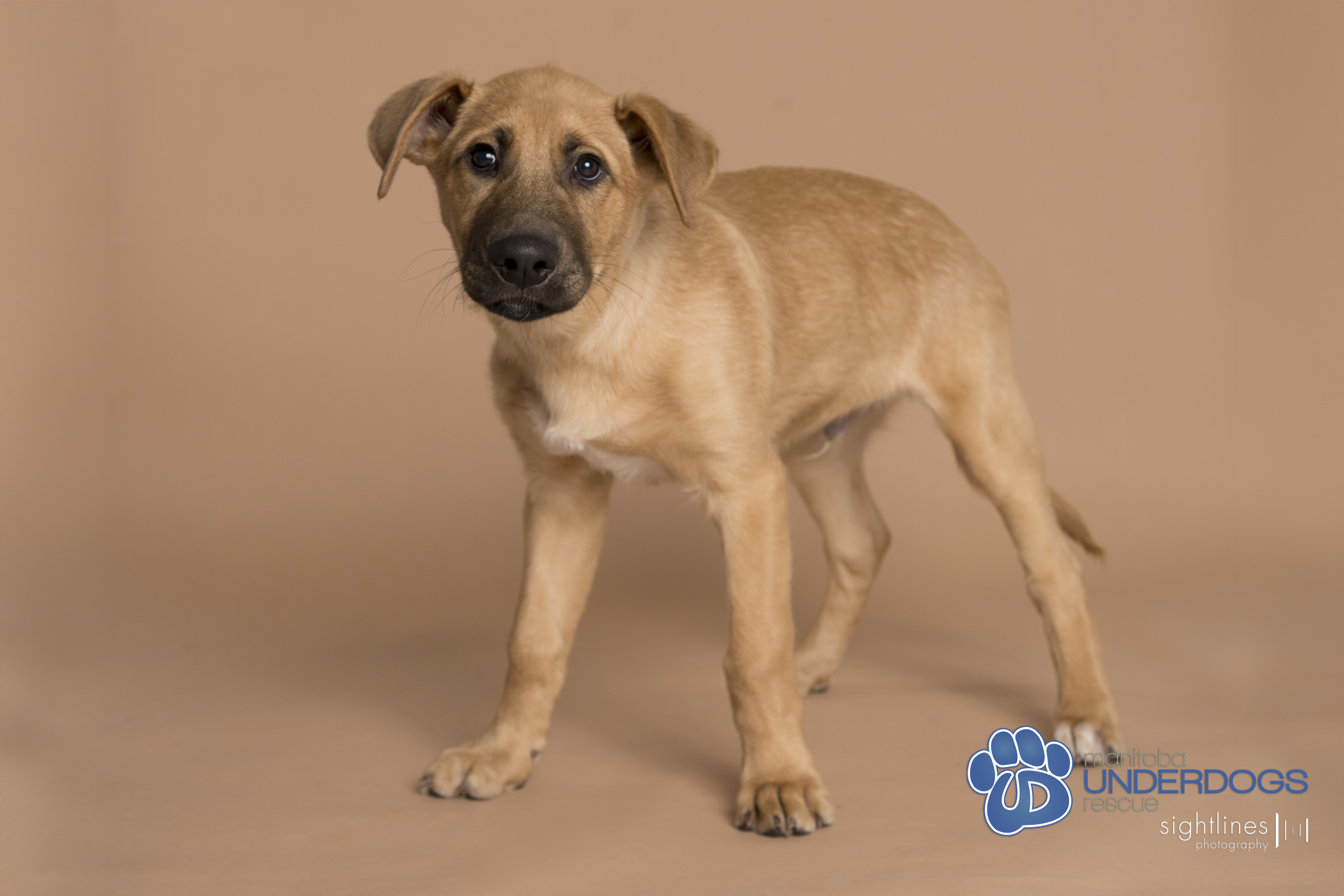 Nonsuch, Adopted, Puppy Male Shepherd.