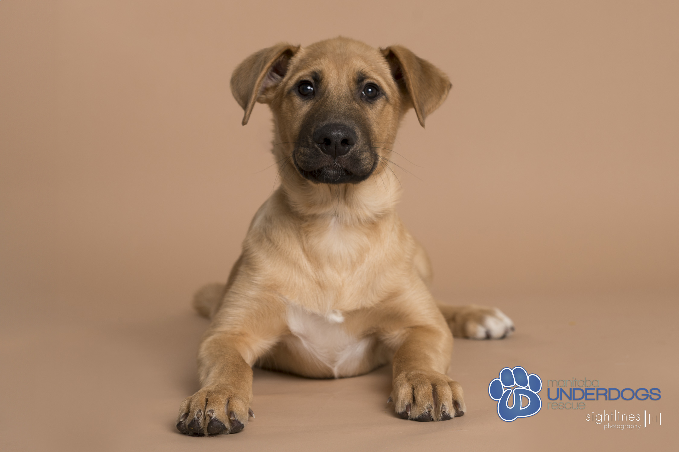 Enlarge Nonsuch, a Adopted Shepherd in Winnipeg, MB image 4/5