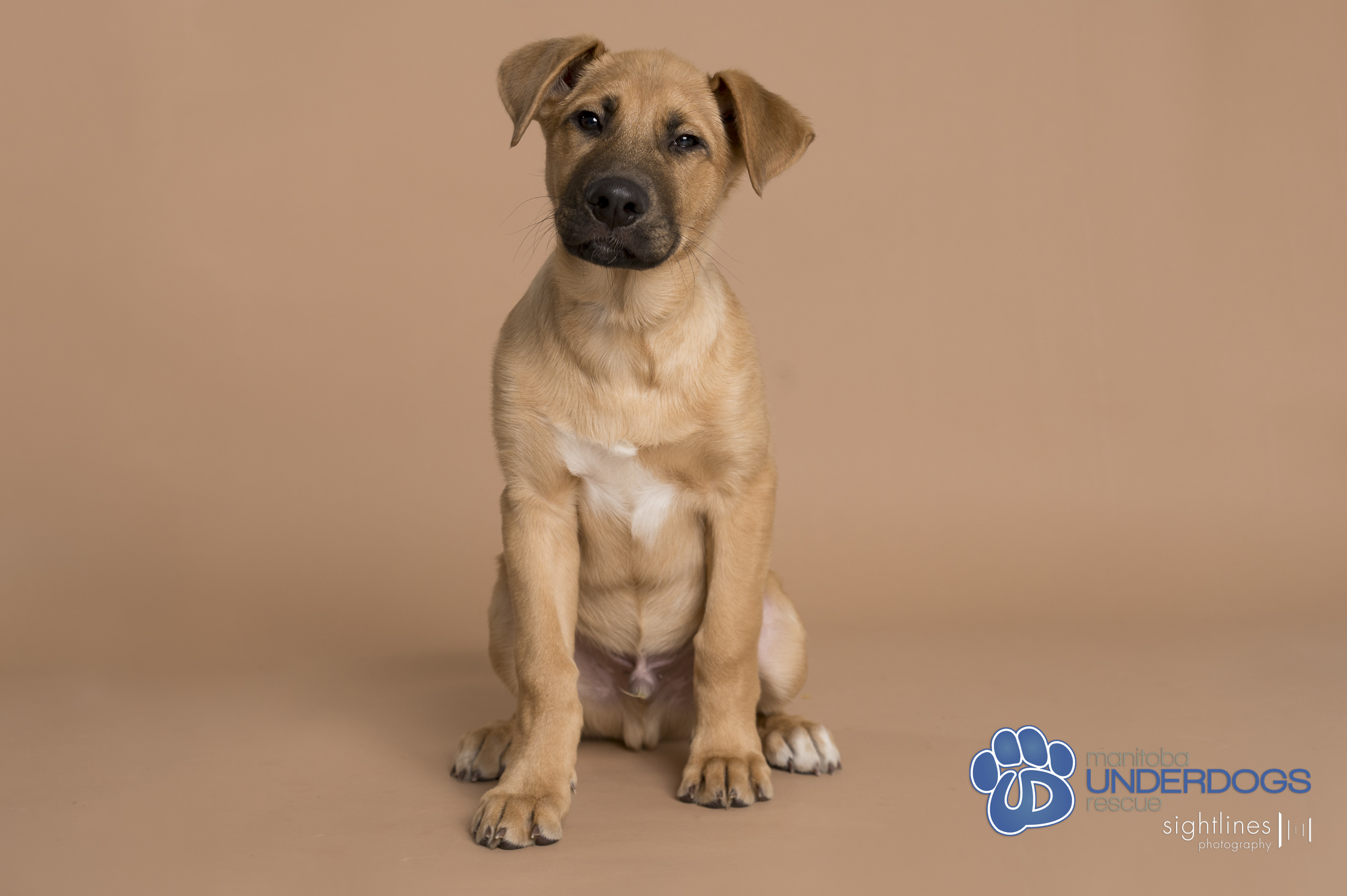Enlarge Nonsuch, a Adopted Shepherd in Winnipeg, MB image 3/5