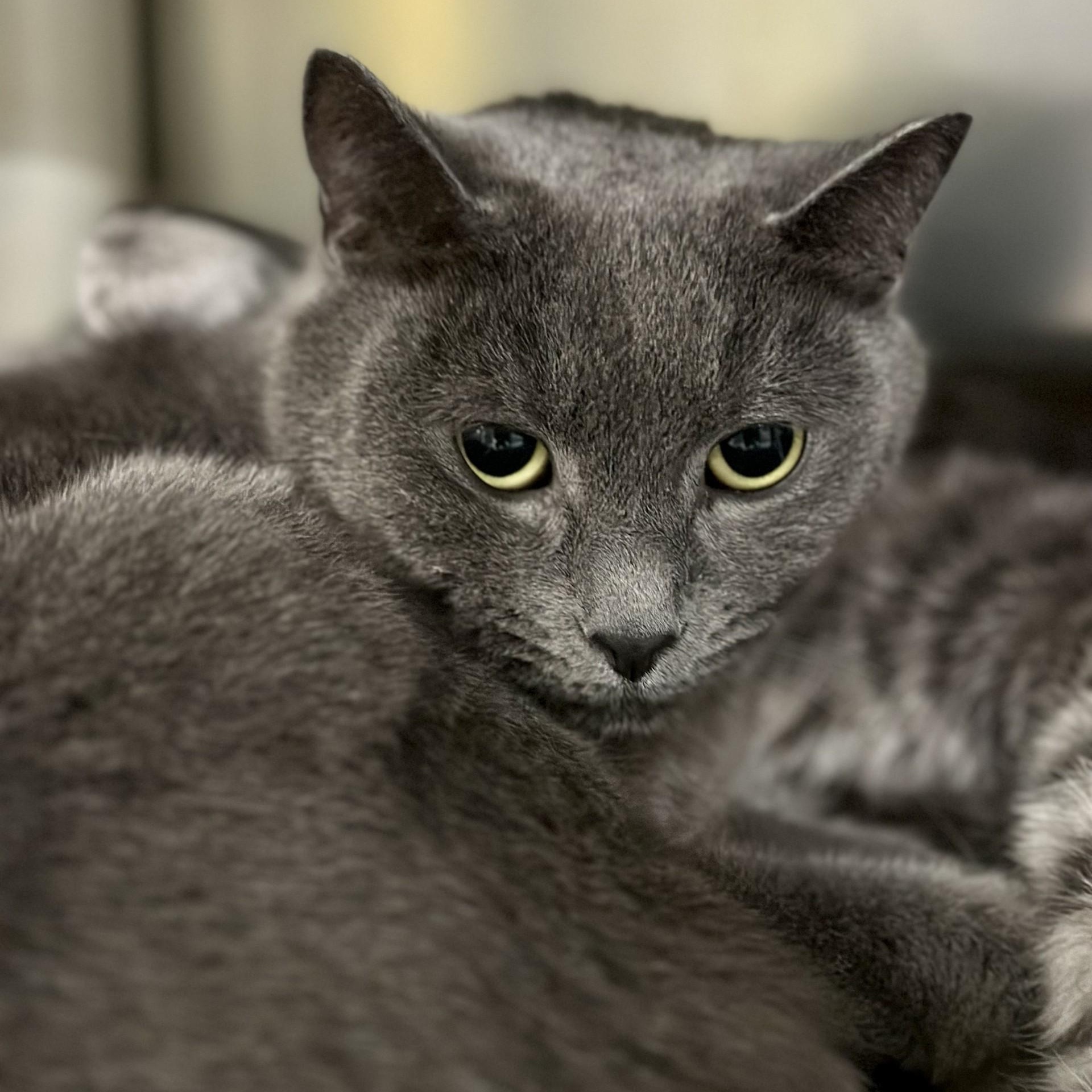 Scarlett , ADOPTABLE, Adult Female Domestic Short Hair.