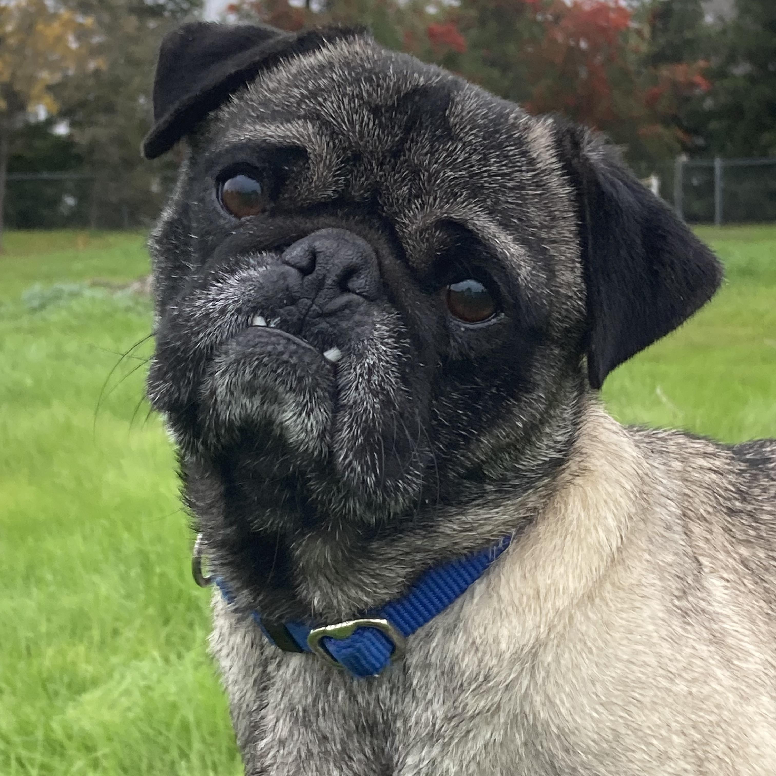 Enlarge Cinnabon, a Adoptable Pug in Red Bluff, CA image 1/3