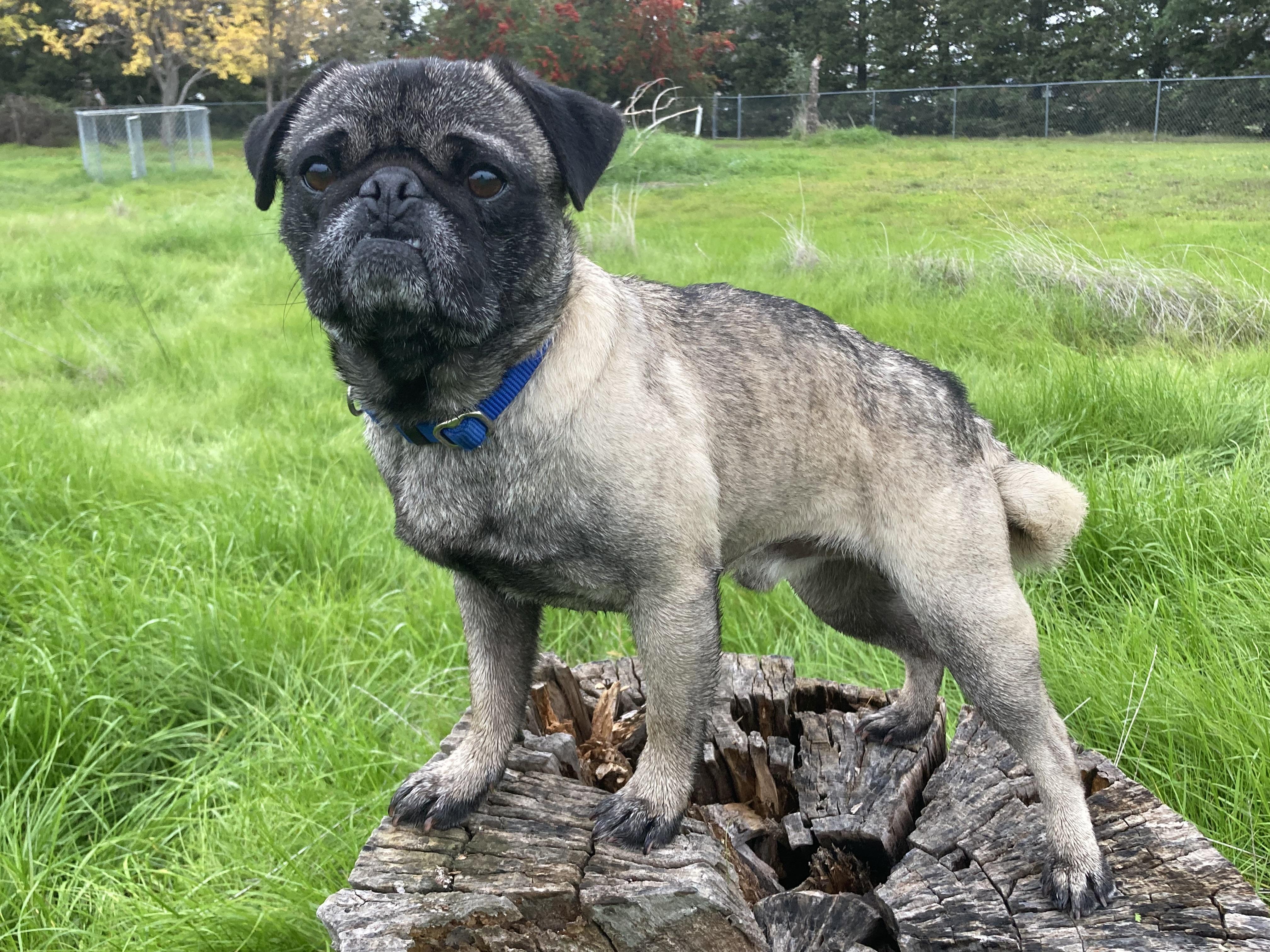 Enlarge Cinnabon, a Adoptable Pug in Red Bluff, CA image 2/3