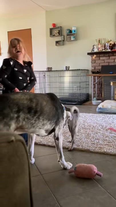 Enlarge Cinnabon, a Adoptable Pug in Red Bluff, CA video 3/3