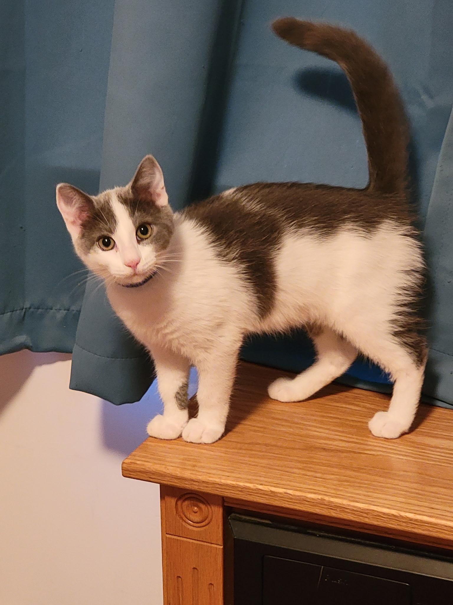 Riley, ADOPTABLE, Young Female Domestic Short Hair.