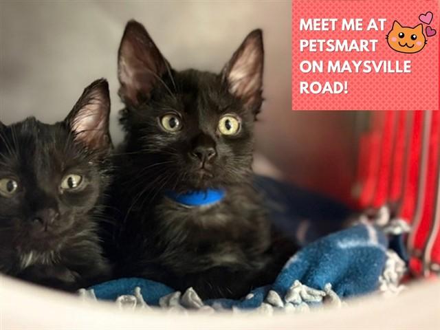 Enlarge HARRY, a Adoptable Domestic Short Hair in Fort Wayne, IN image 1/1