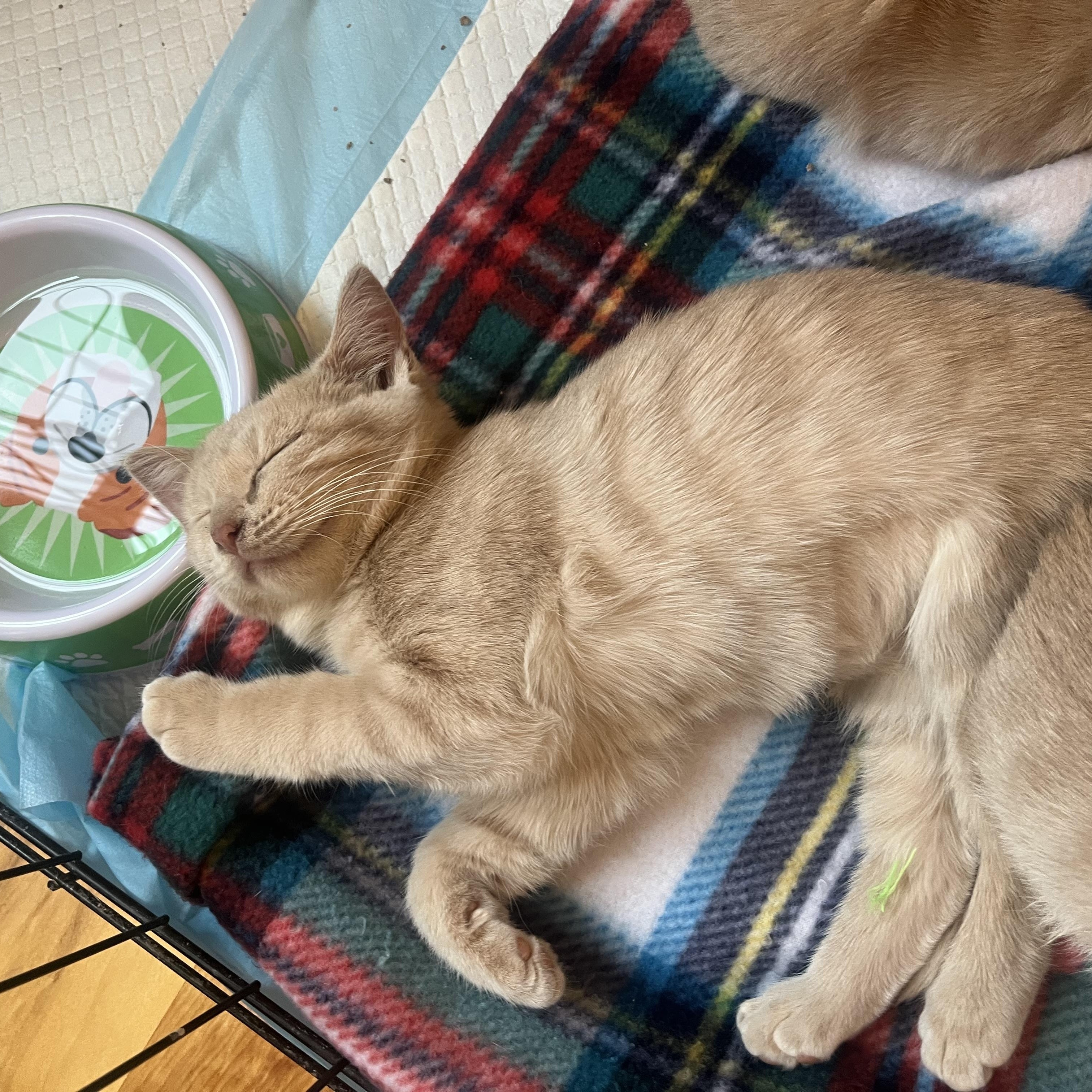 Enlarge Velcro, a Adoptable Domestic Short Hair in Madison, WI image 4/6