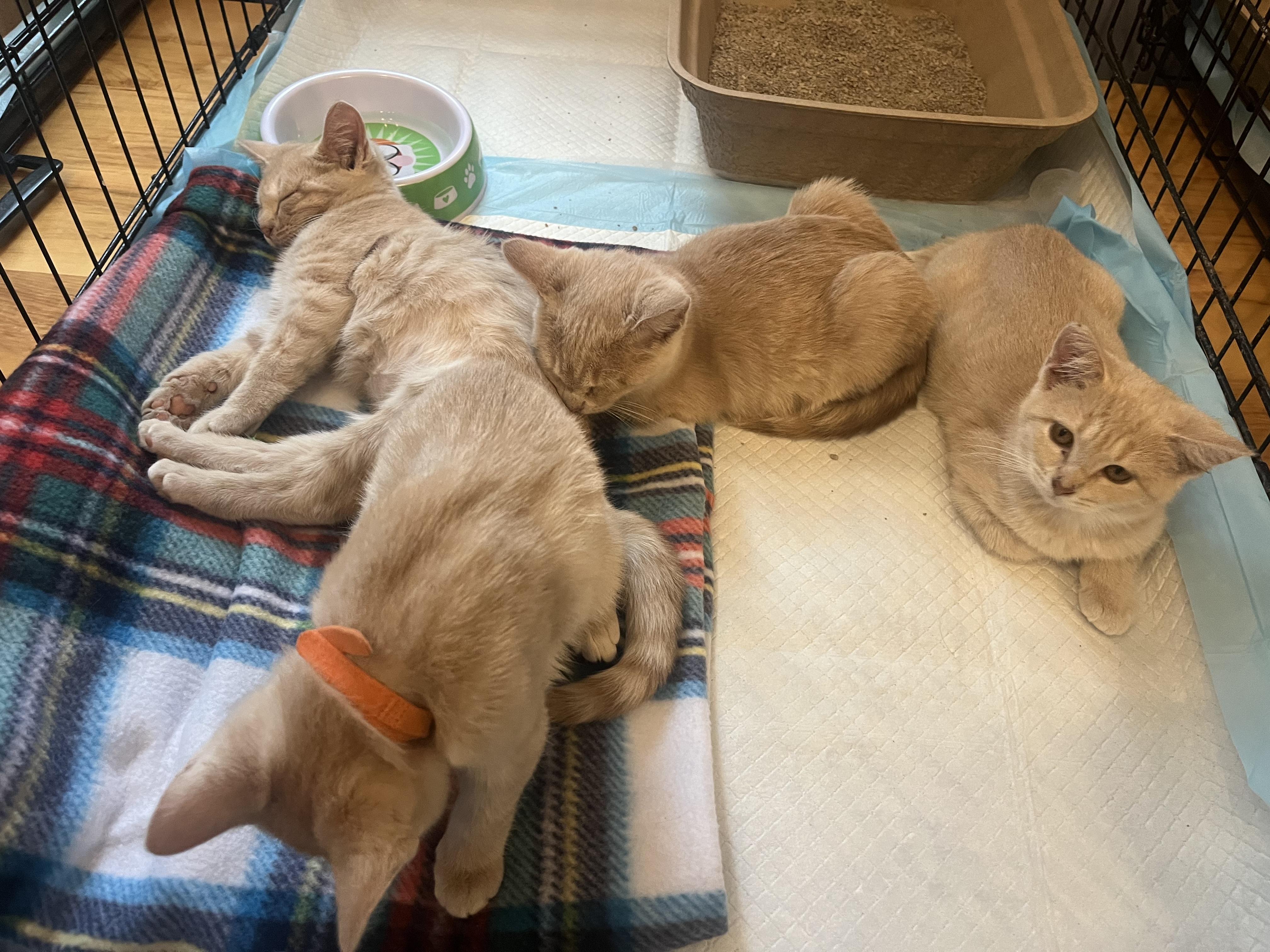 Enlarge Velcro, a Adoptable Domestic Short Hair in Madison, WI image 6/6