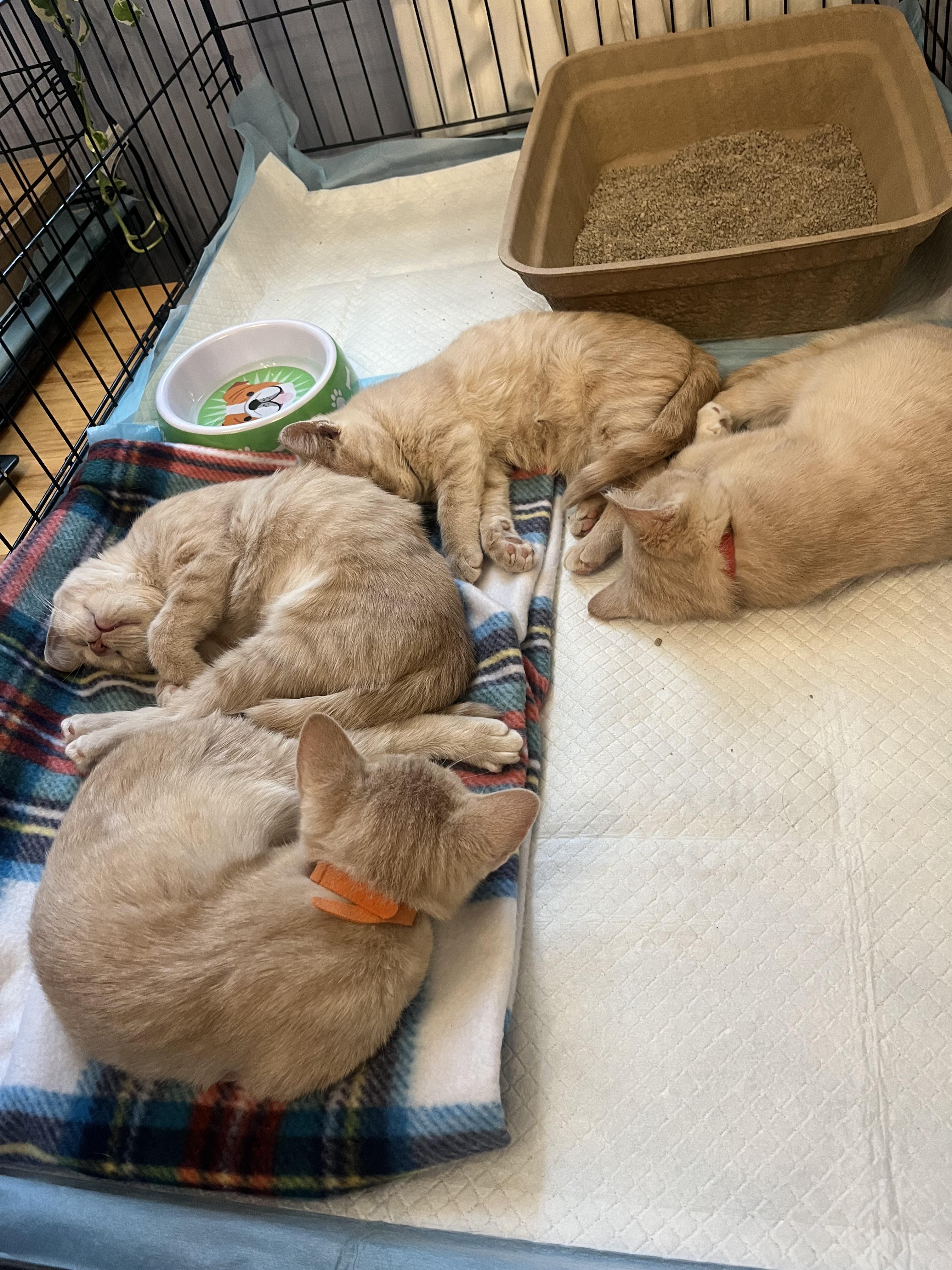 Enlarge Velcro, a Adoptable Domestic Short Hair in Madison, WI image 2/6