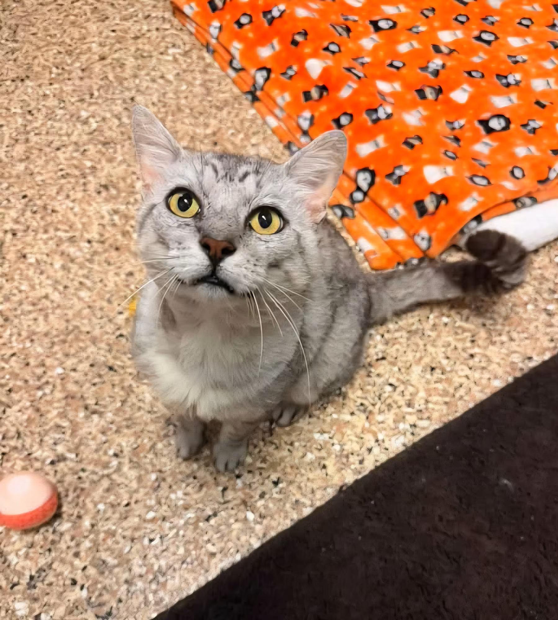 Enlarge Diego, a ADOPTABLE Domestic Short Hair in Sterling Heights, MI image 1/4