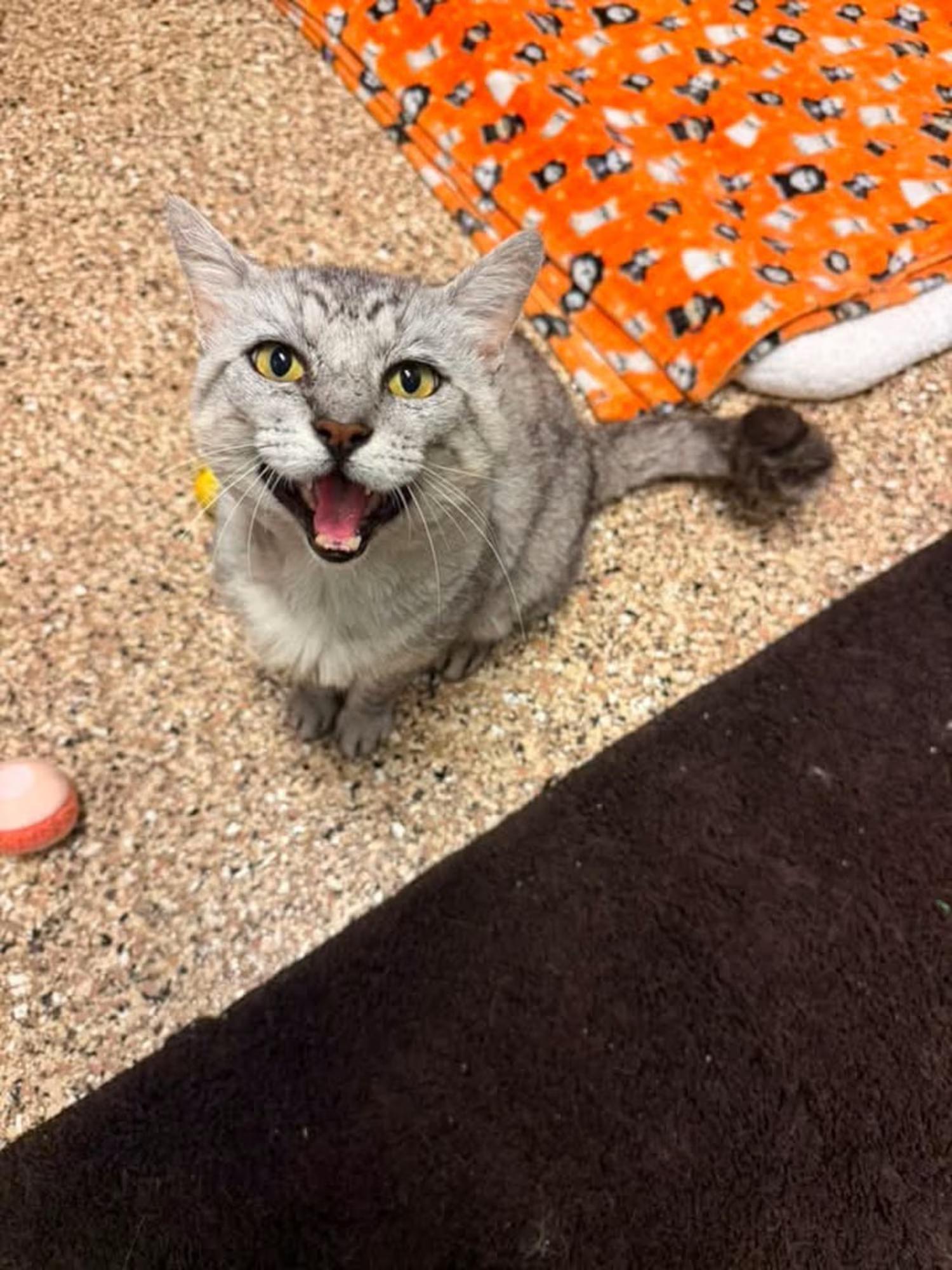 Enlarge Diego, a ADOPTABLE Domestic Short Hair in Sterling Heights, MI image 4/4