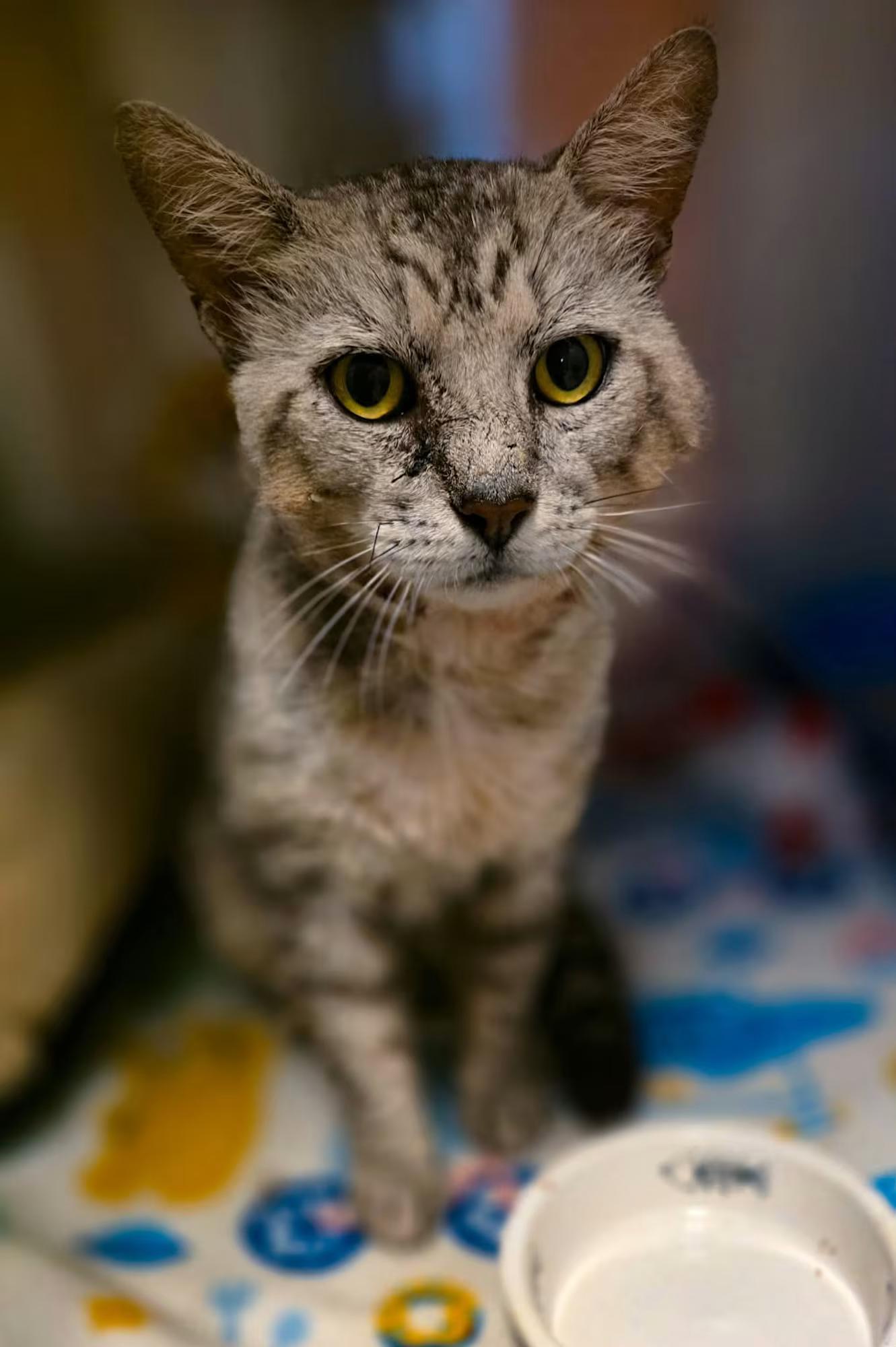 Enlarge Diego, a ADOPTABLE Domestic Short Hair in Sterling Heights, MI image 2/4