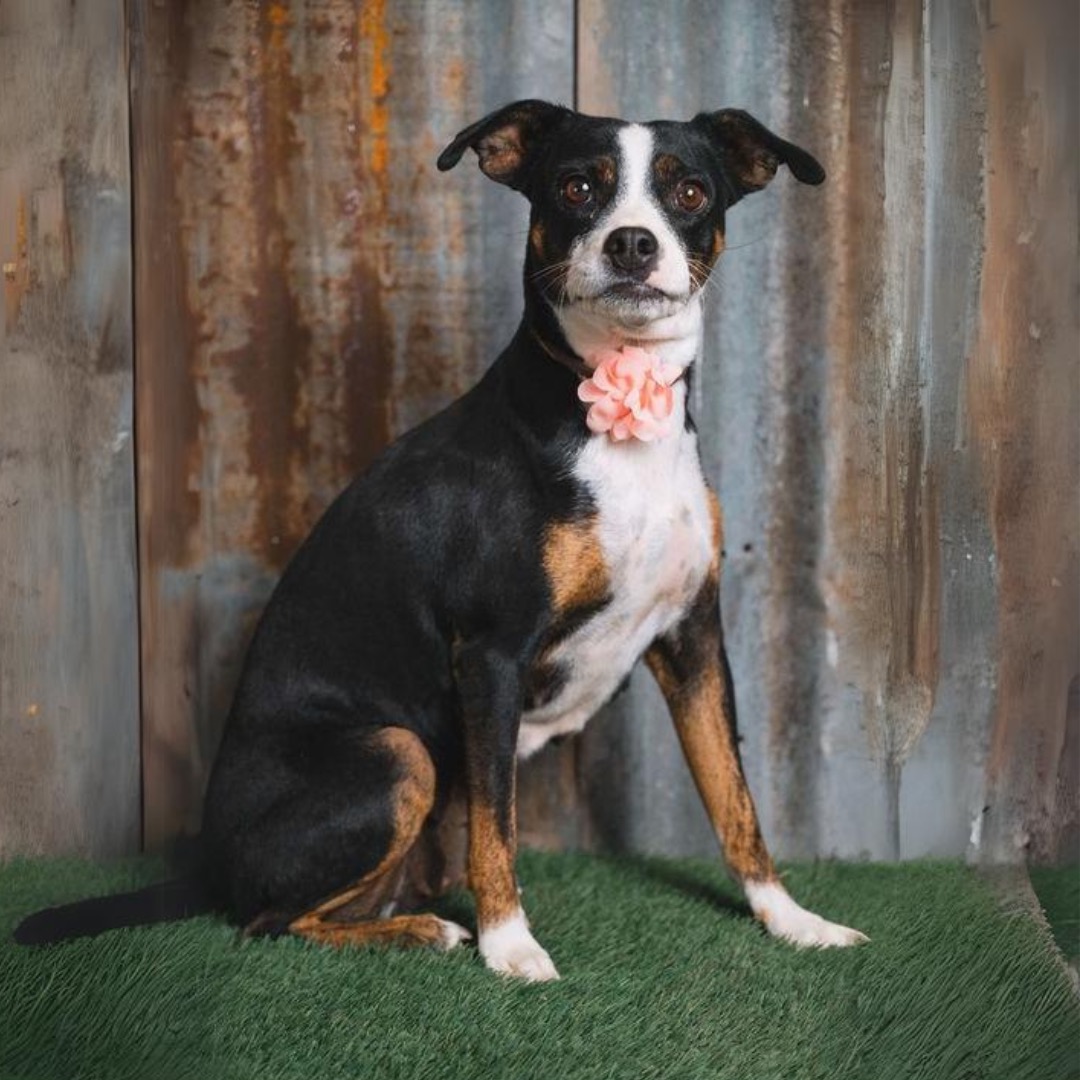 Dog for adoption Girlie, a Terrier Mix in Lansing, MI Petfinder