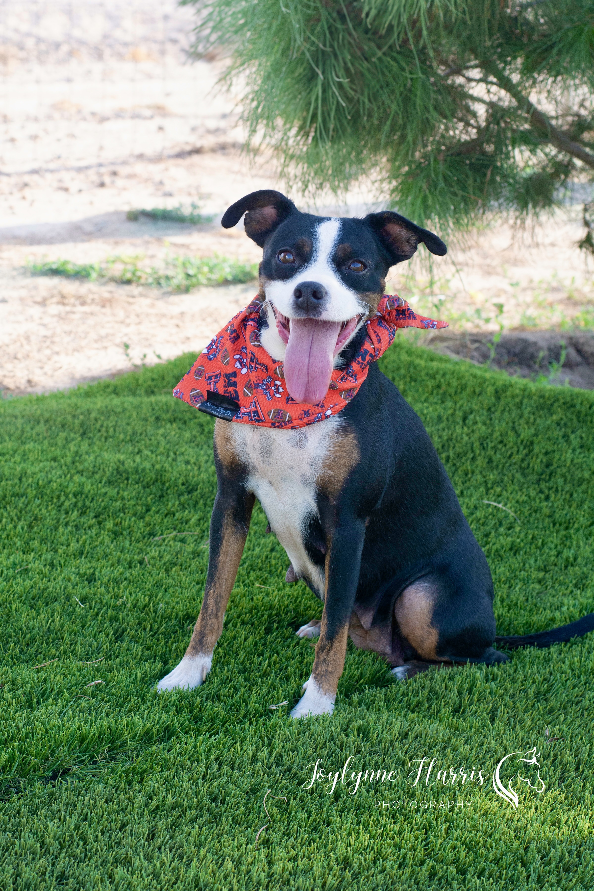 Dog for adoption Girlie, a Terrier Mix in Lansing, MI Petfinder