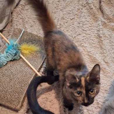 Maddie, Adopted, Kitten Female Domestic Medium Hair.