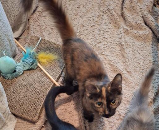 Enlarge Maddie, a Adopted mixed breed in Fairview Park, OH image 2/2