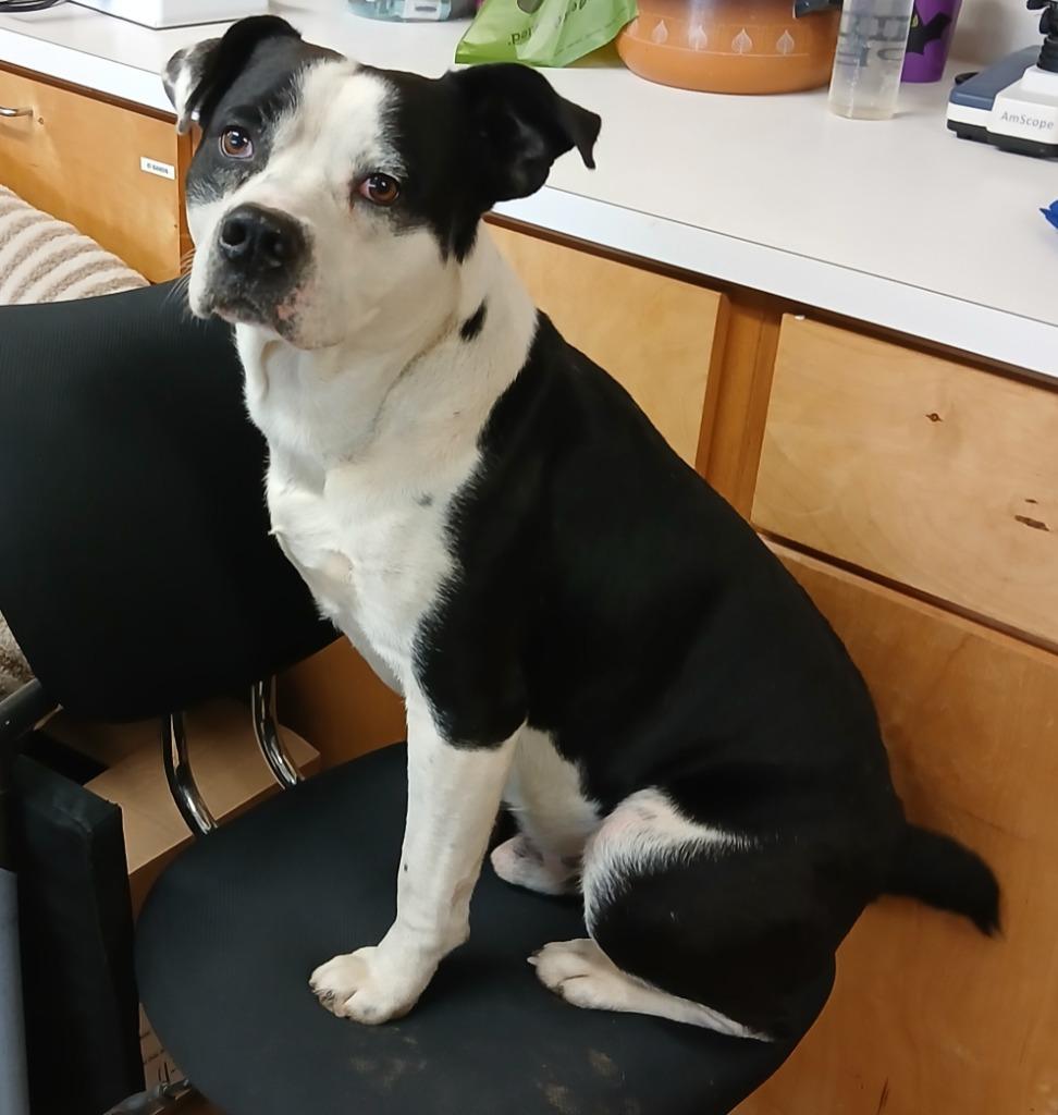 Butch, a Adopted mixed breed in Mena, AR image 2/2