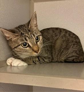 Briar, a ADOPTABLE Domestic Short Hair in Mason City, IA image 2/2