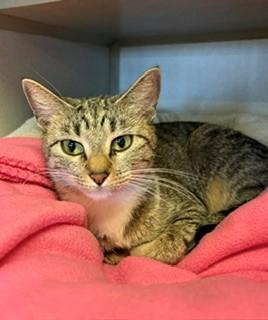 Briar, ADOPTABLE, Adult Female Domestic Short Hair.