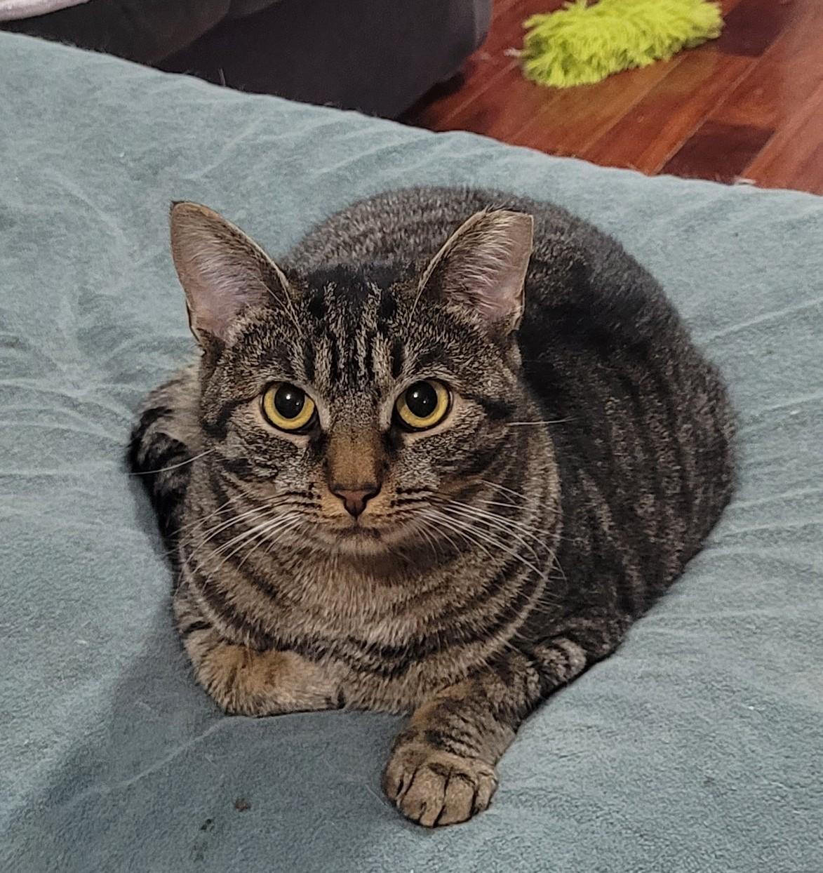 Enlarge Pinkerton, a Adoptable Torbie in Maple Shade, NJ image 1/4