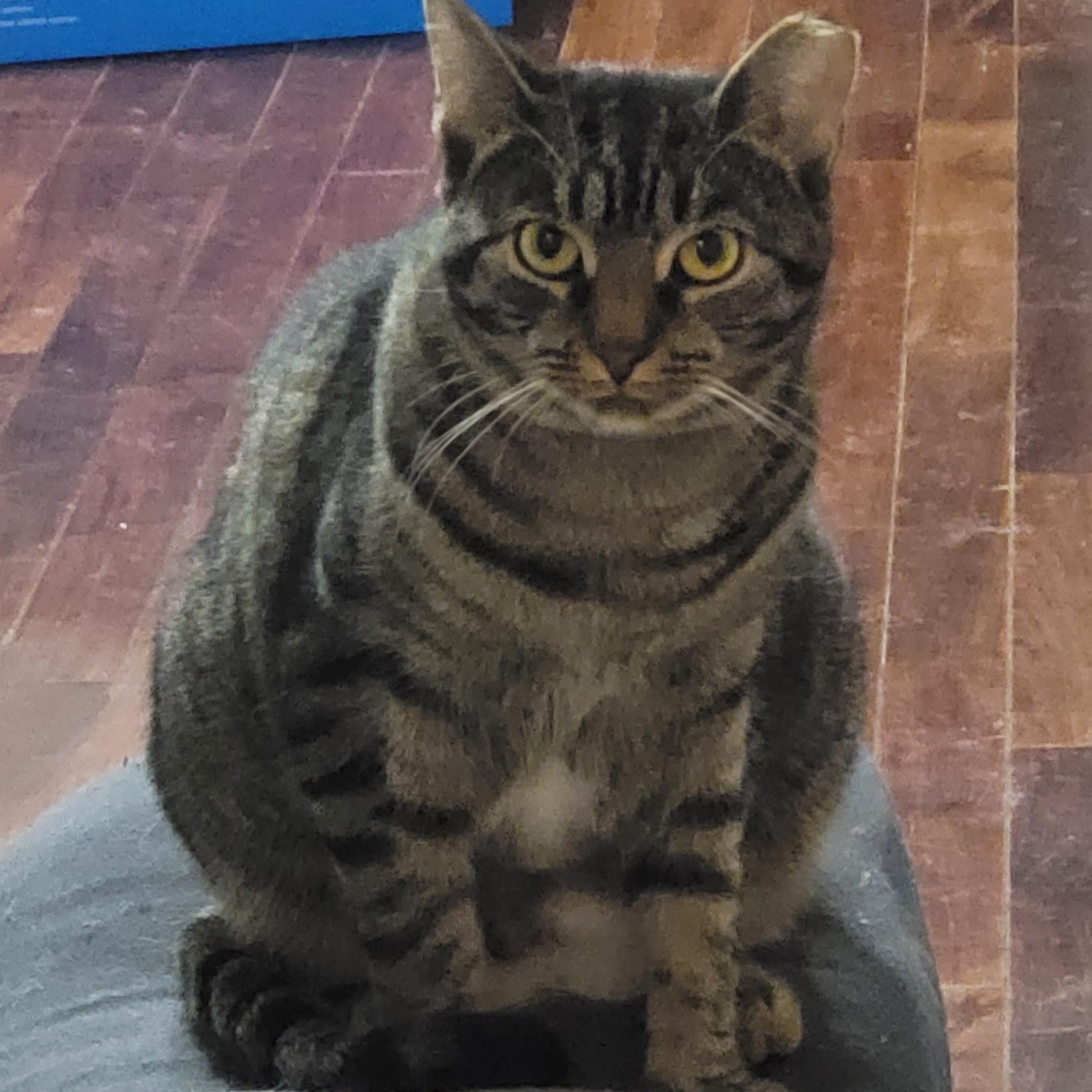 Enlarge Pinkerton, a Adoptable Torbie in Maple Shade, NJ image 4/5