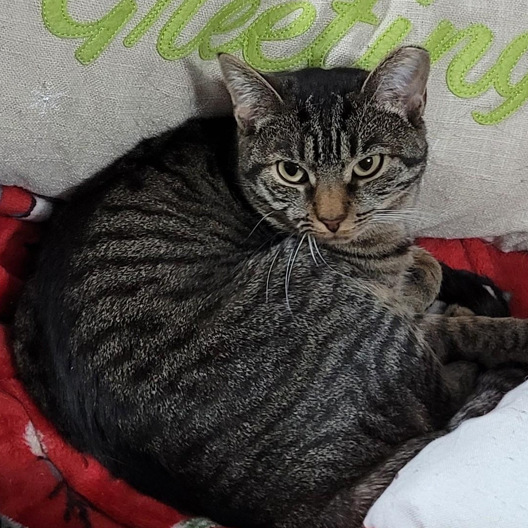 Enlarge Pinkerton, a Adoptable Torbie in Maple Shade, NJ image 5/5